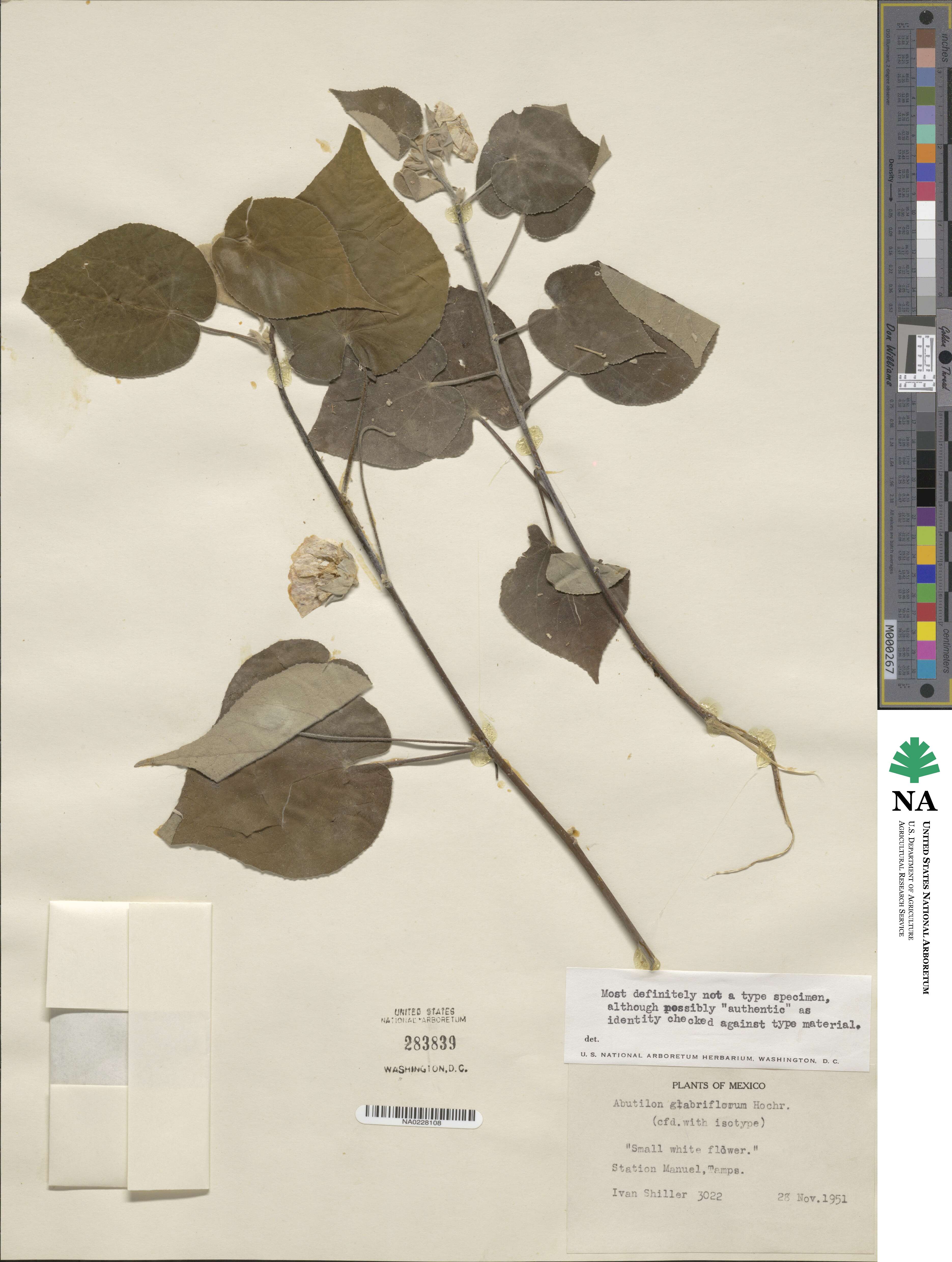 Abutilon glabriflorum image