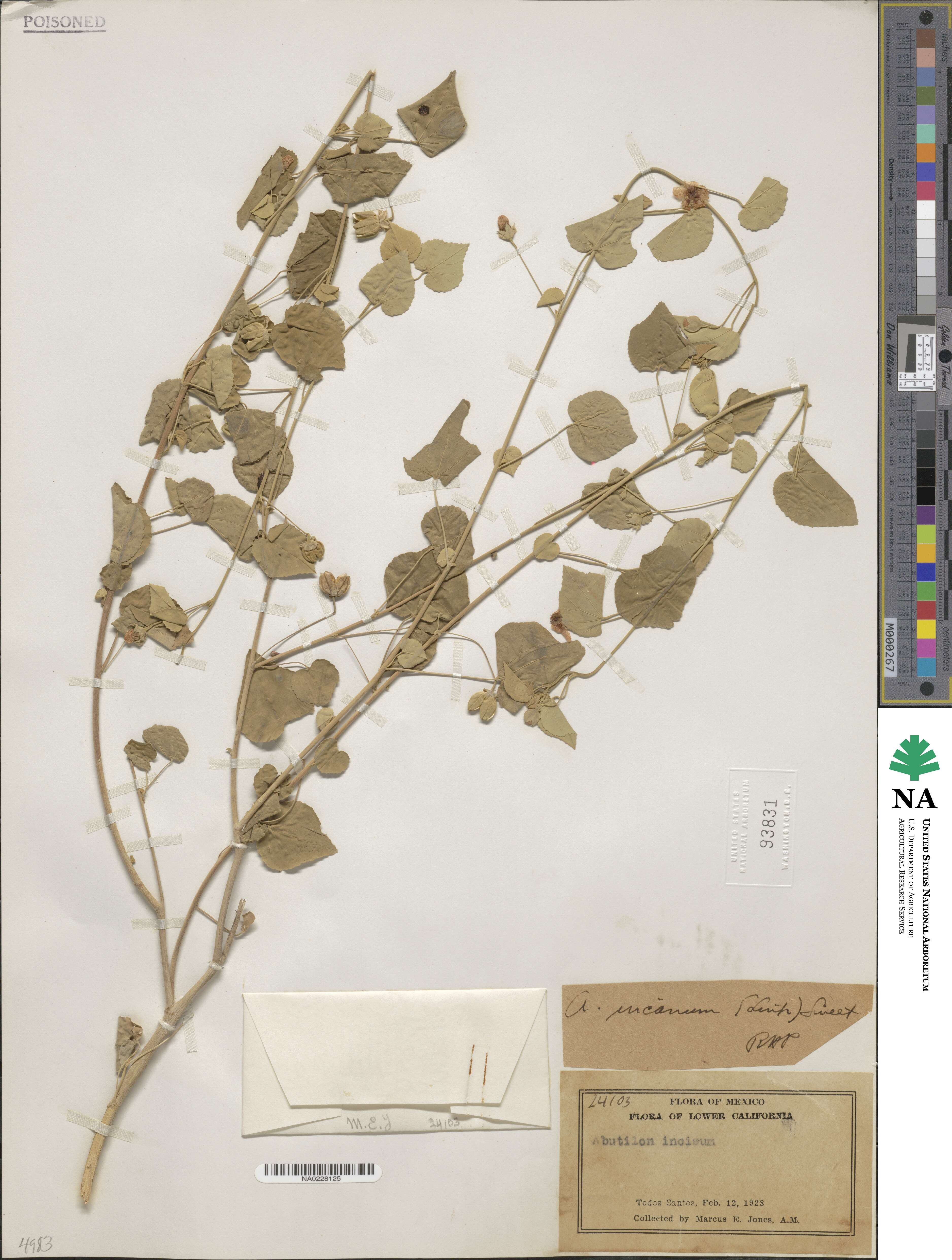 Abutilon incanum image