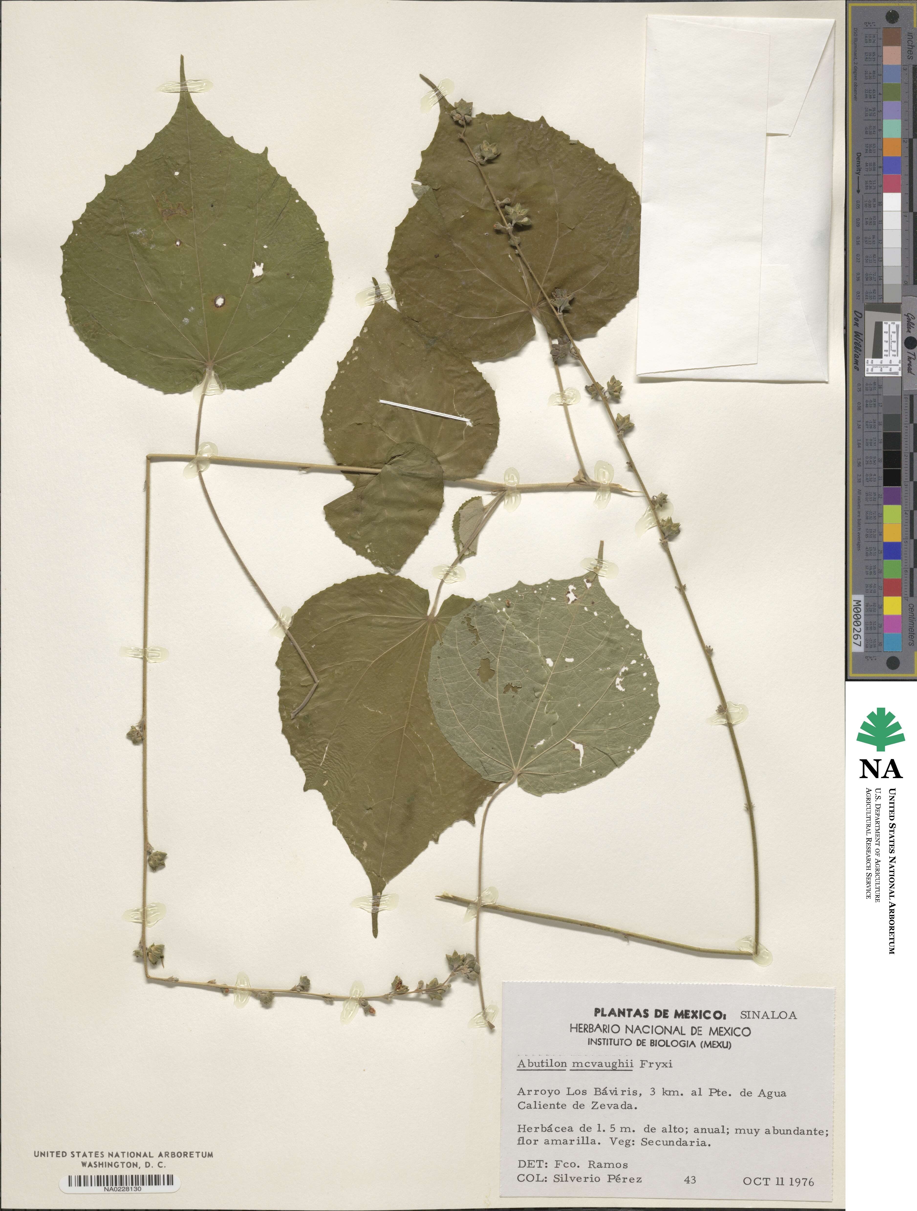 Abutilon macvaughii image