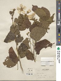 Image of Bakeridesia notolophium