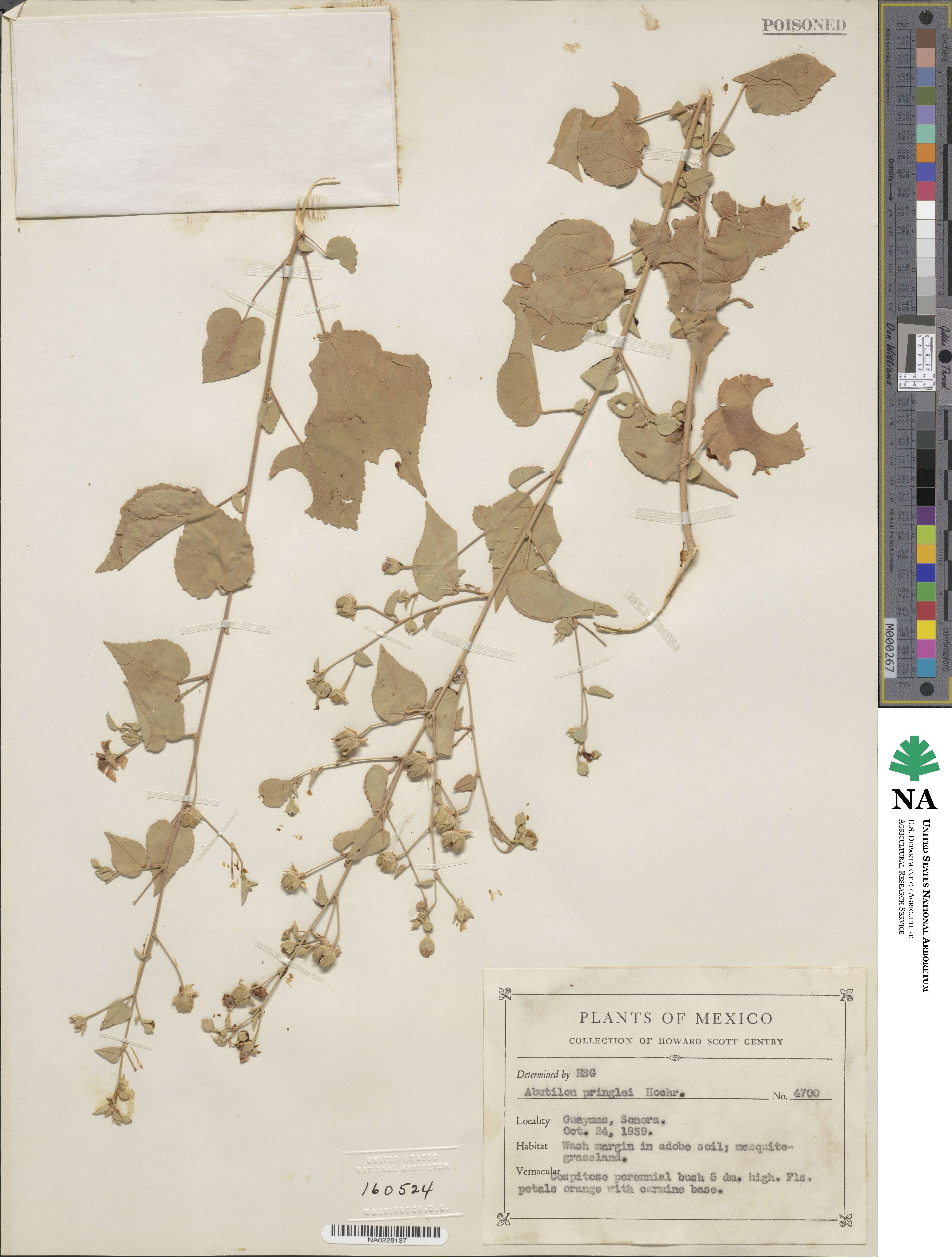 Abutilon incanum image