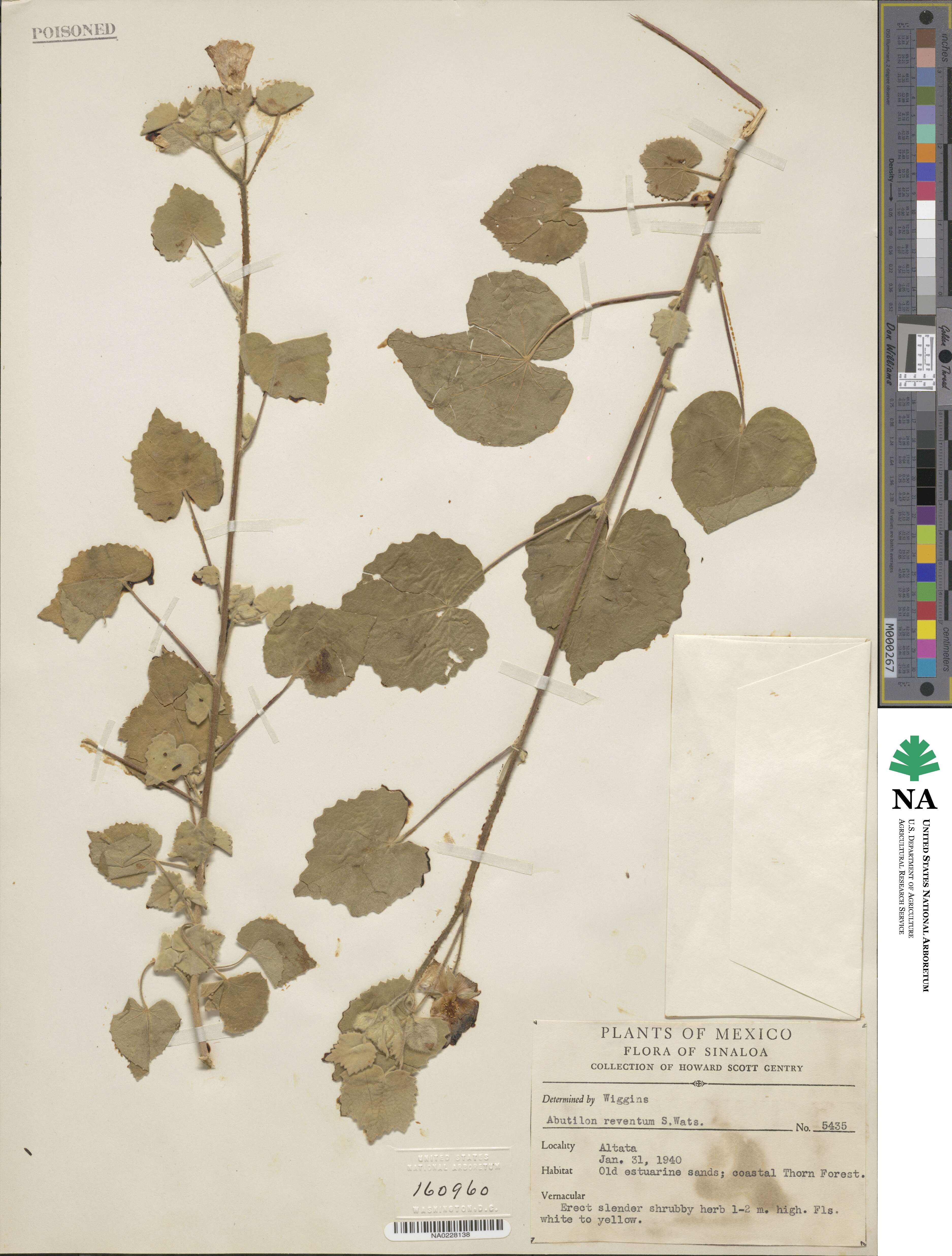 Abutilon reventum image