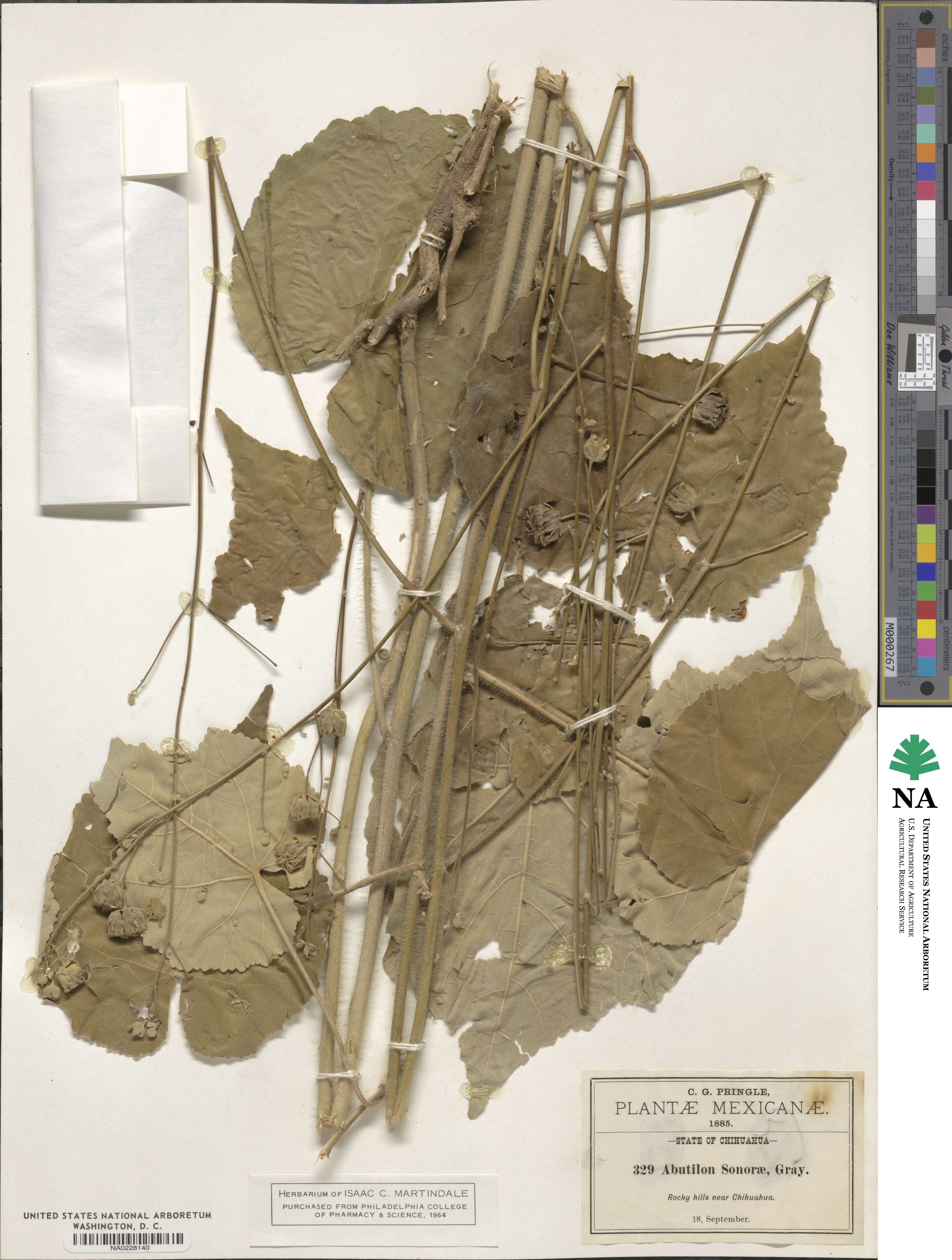 Abutilon mollicomum image