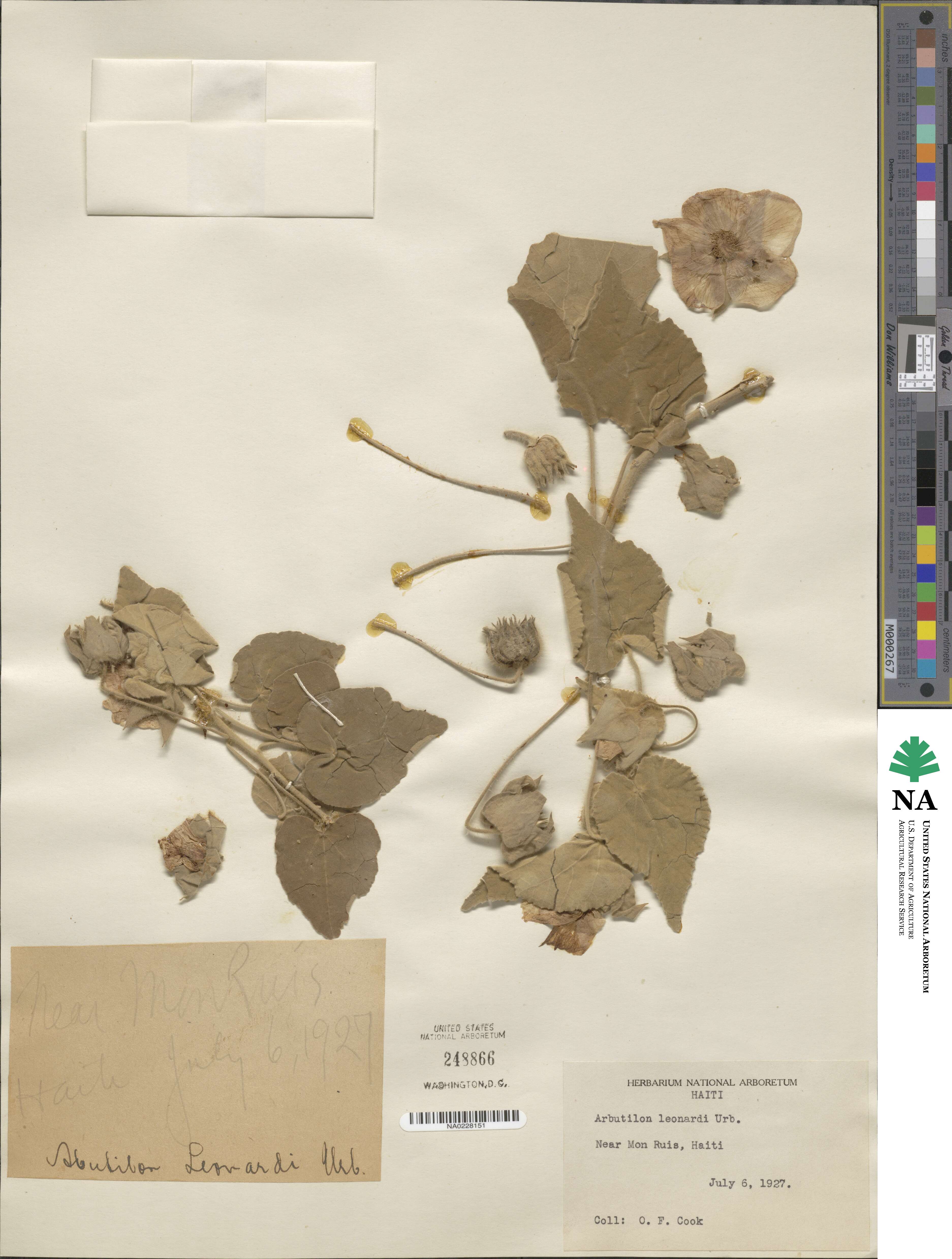 Abutilon leonardii image