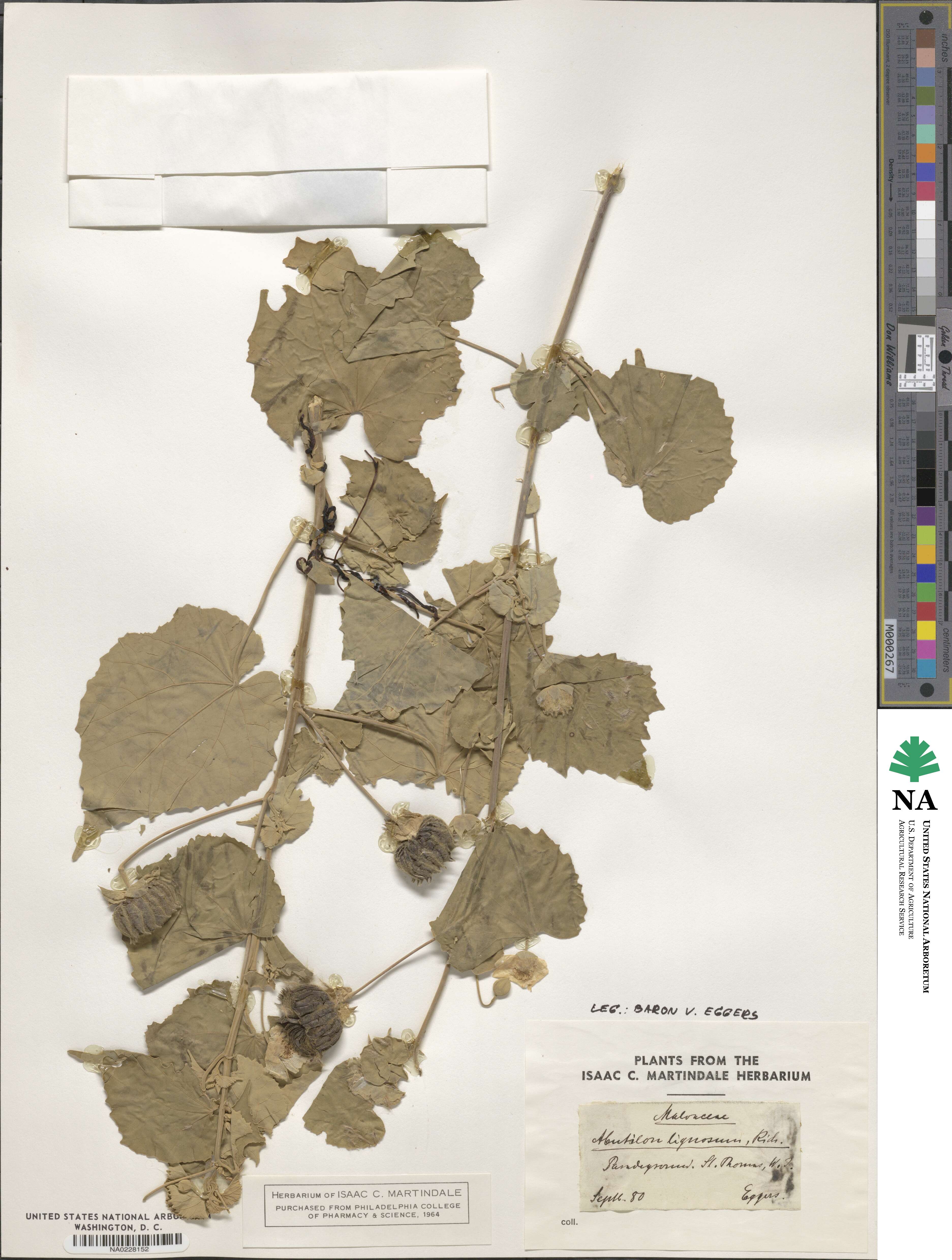 Abutilon abutiloides image