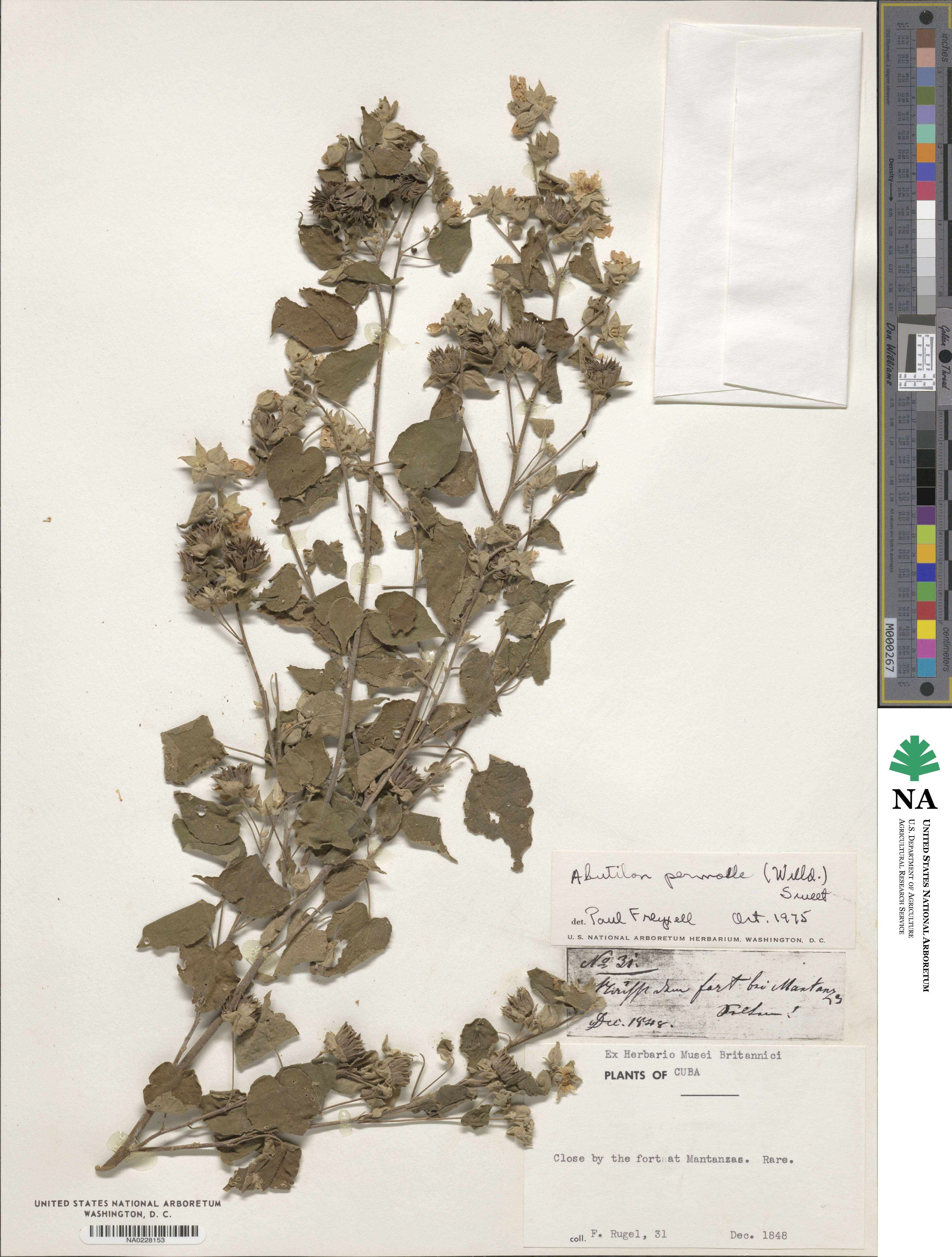 Abutilon permolle image