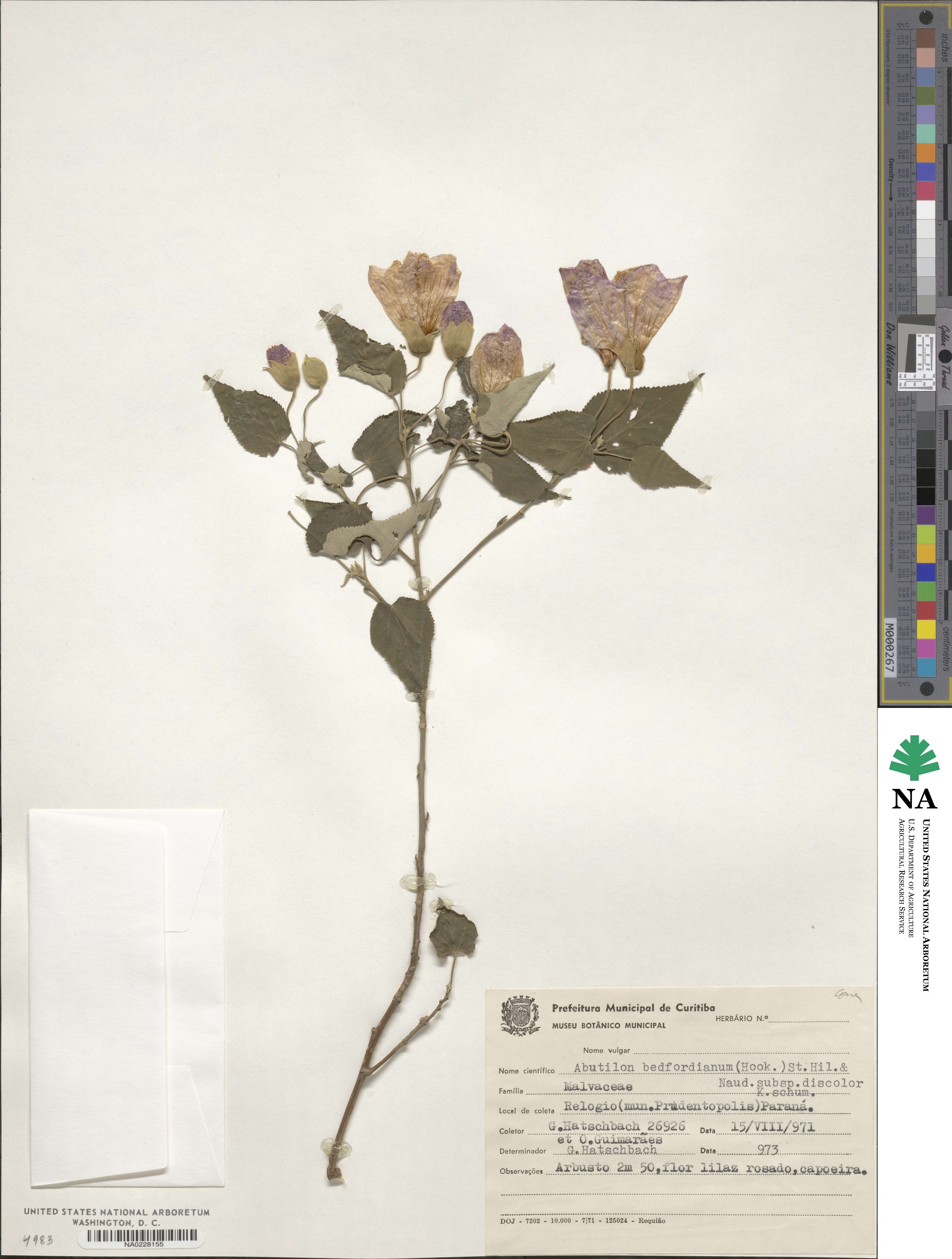 Callianthe bedfordiana image