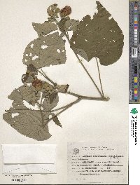 Callianthe bedfordiana image