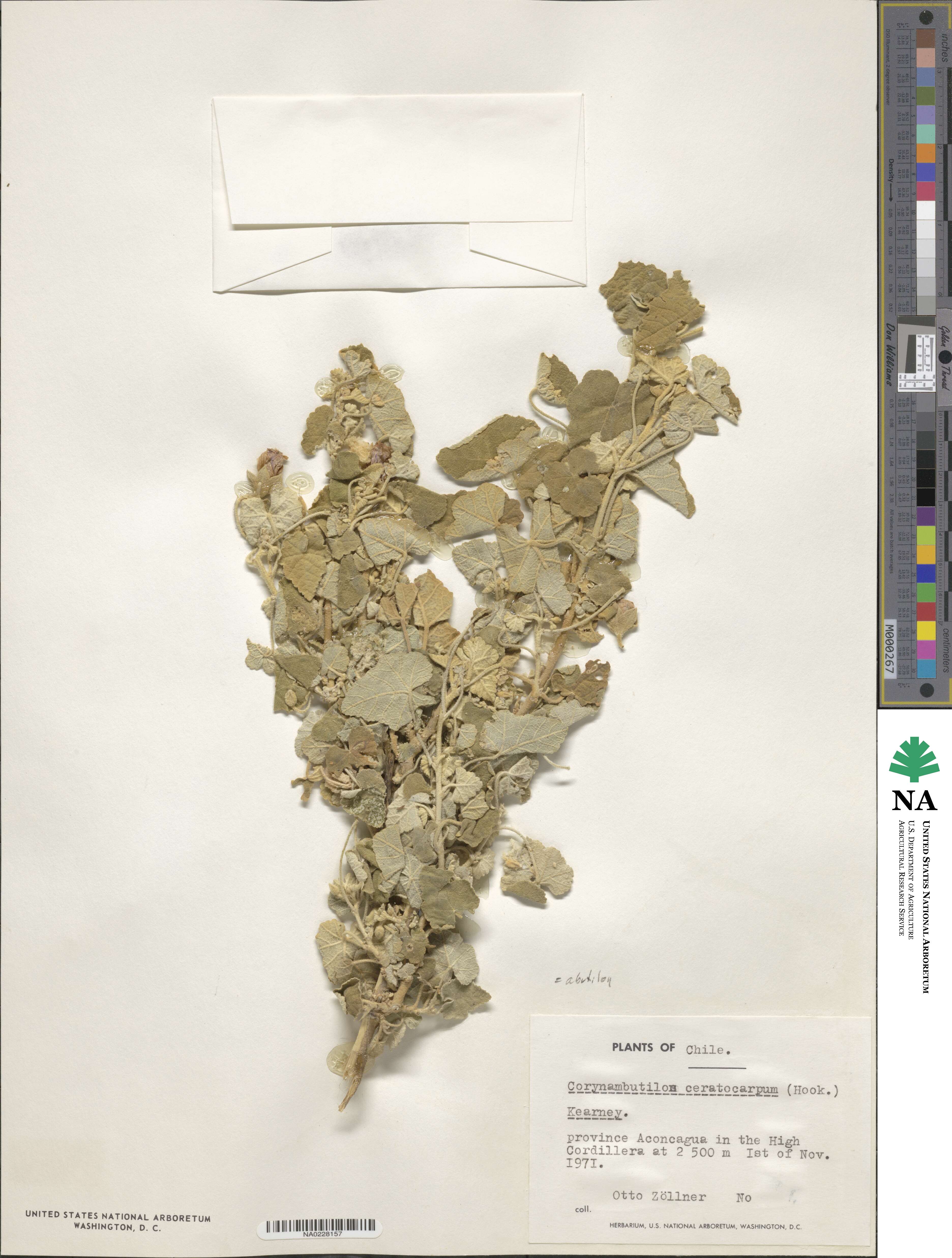Corynabutilon image