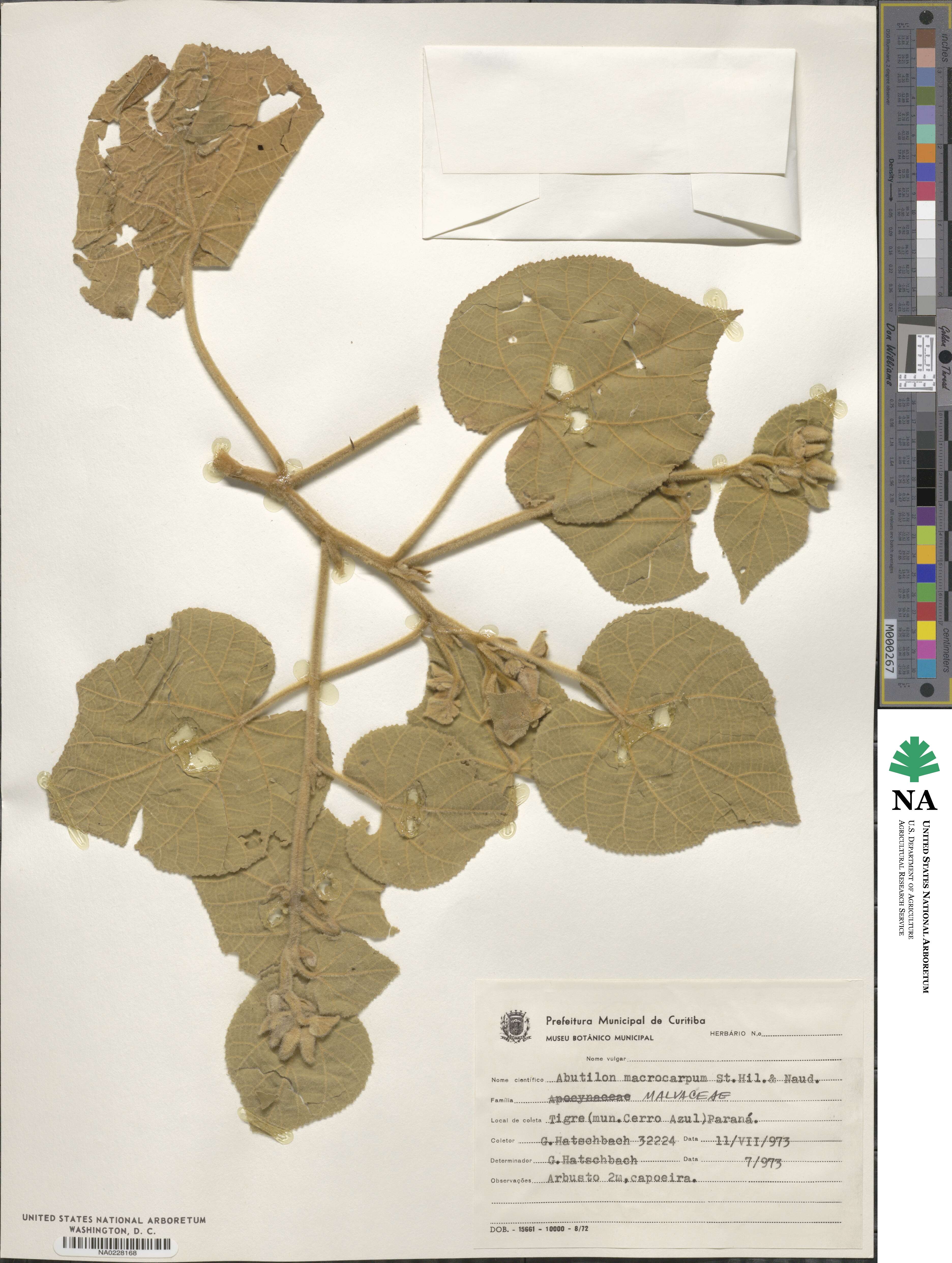 Abutilon macrocarpum image