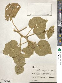 Image of Abutilon macrocarpum