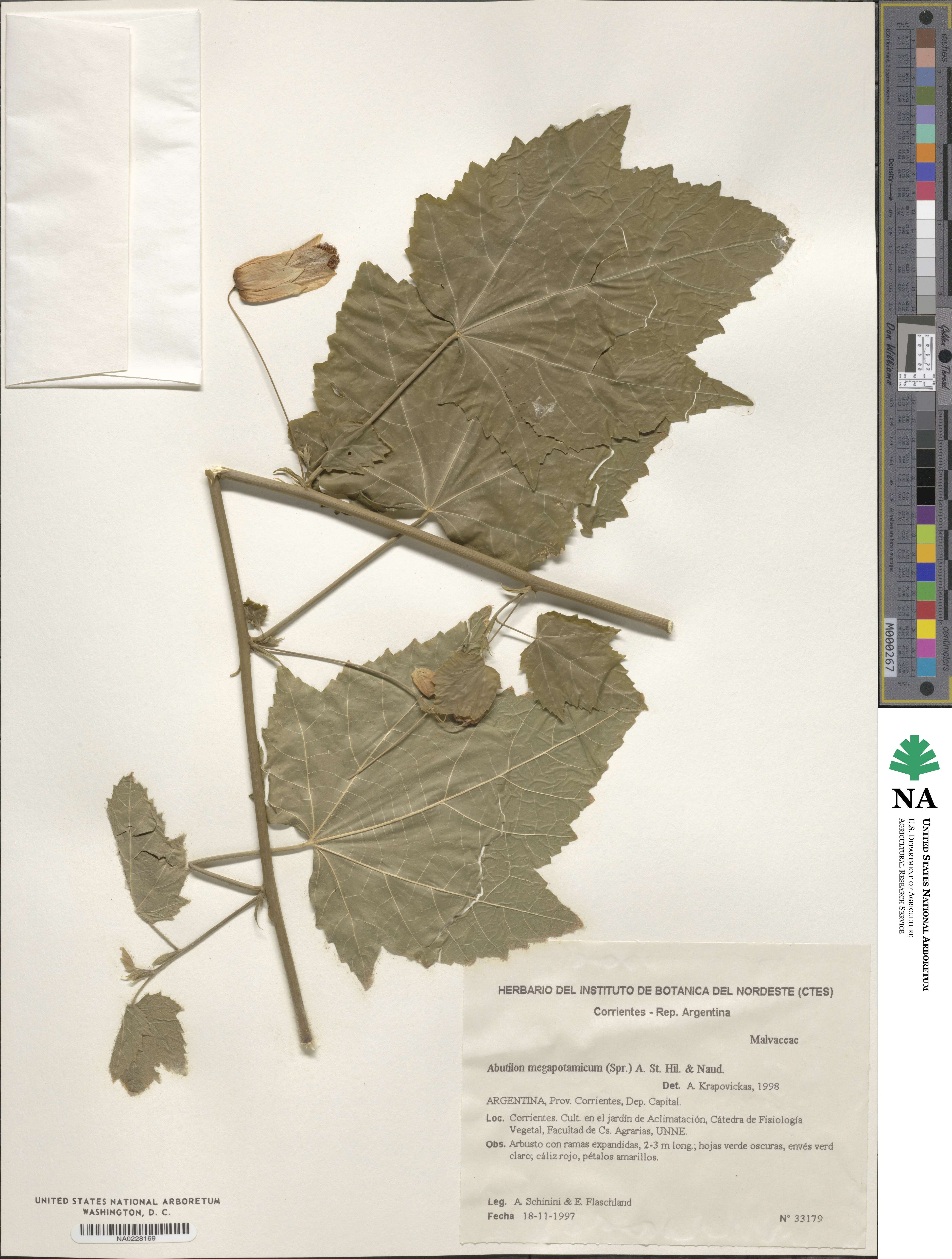 Callianthe megapotamica image
