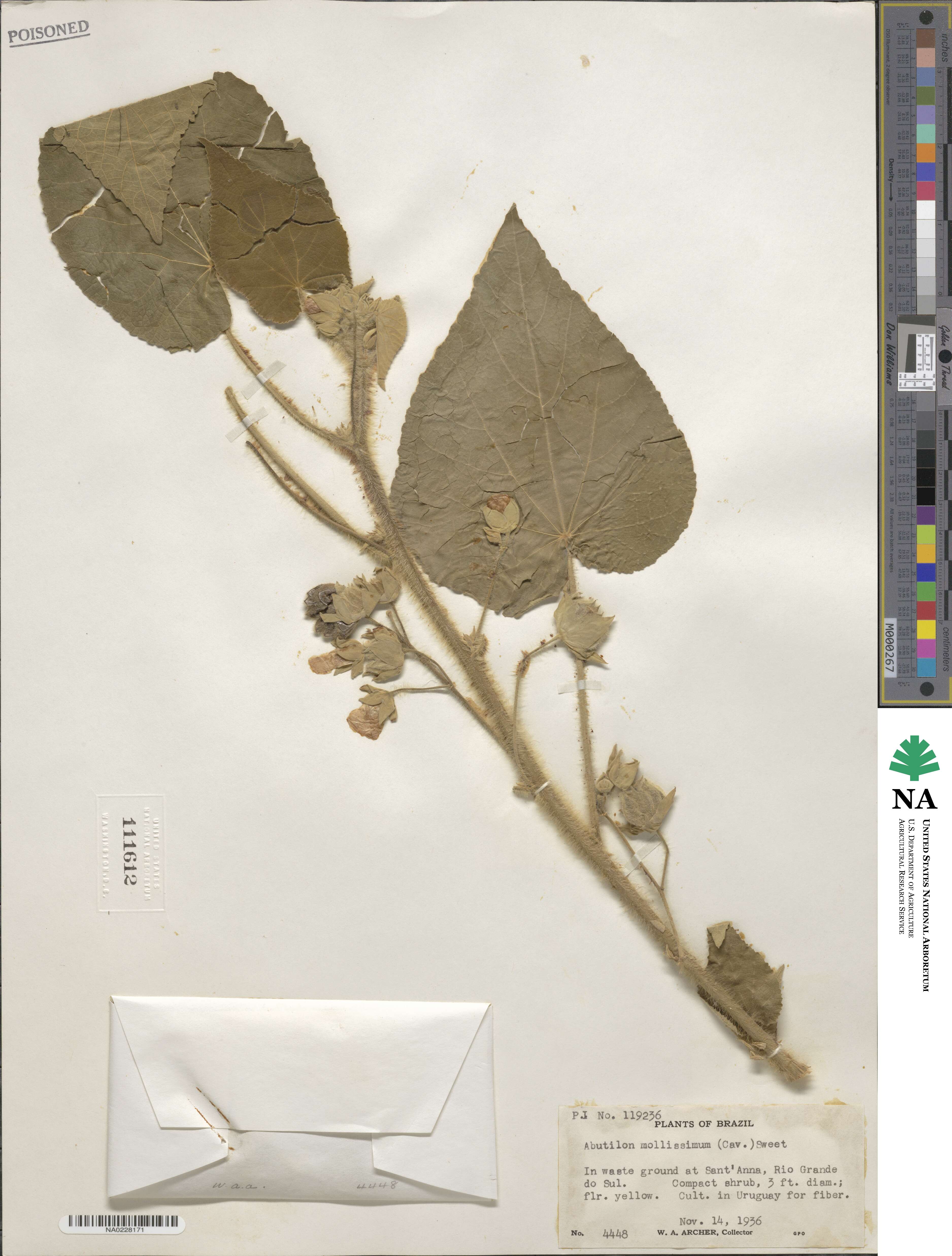 Abutilon mollissimum image