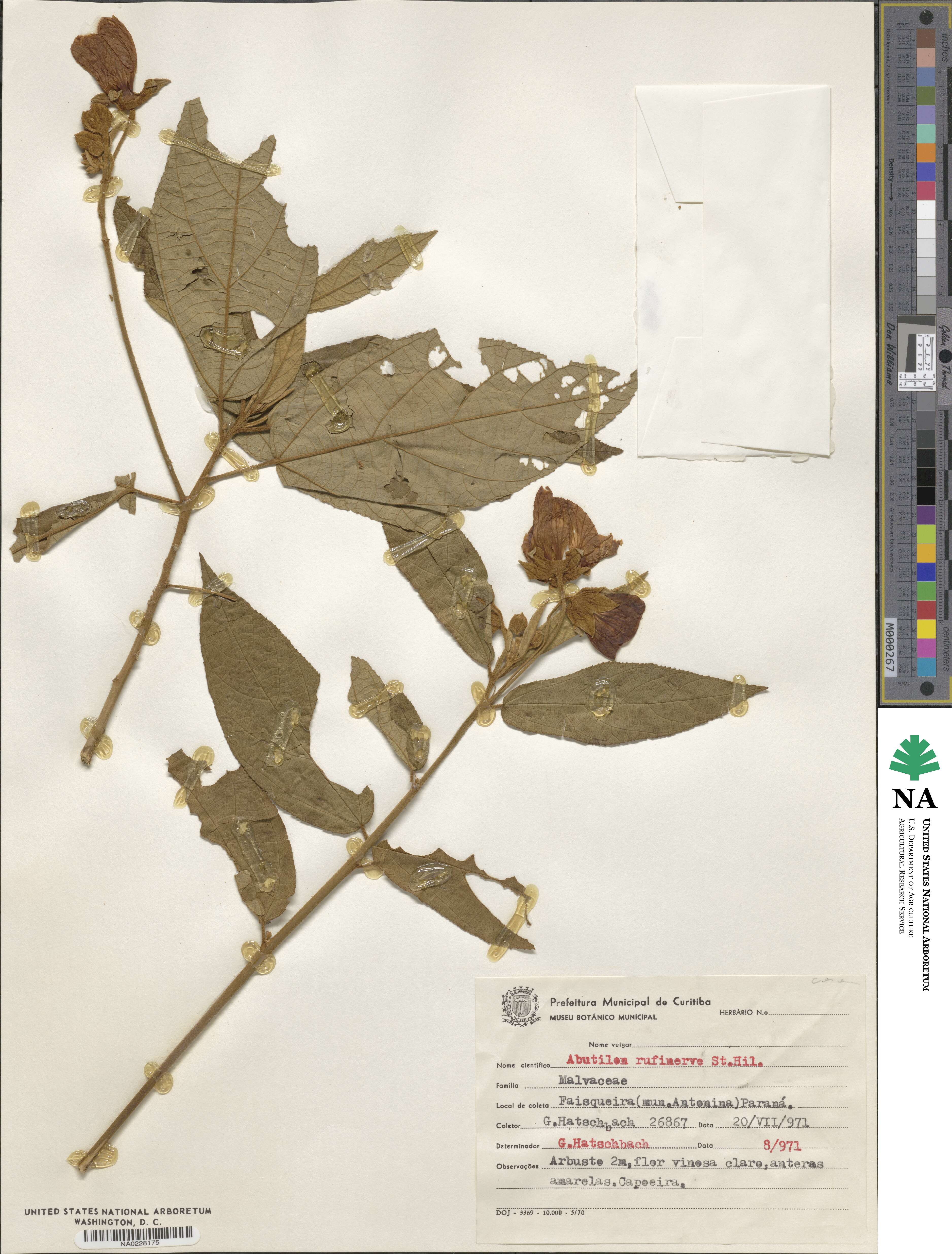 Abutilon rufinerve image
