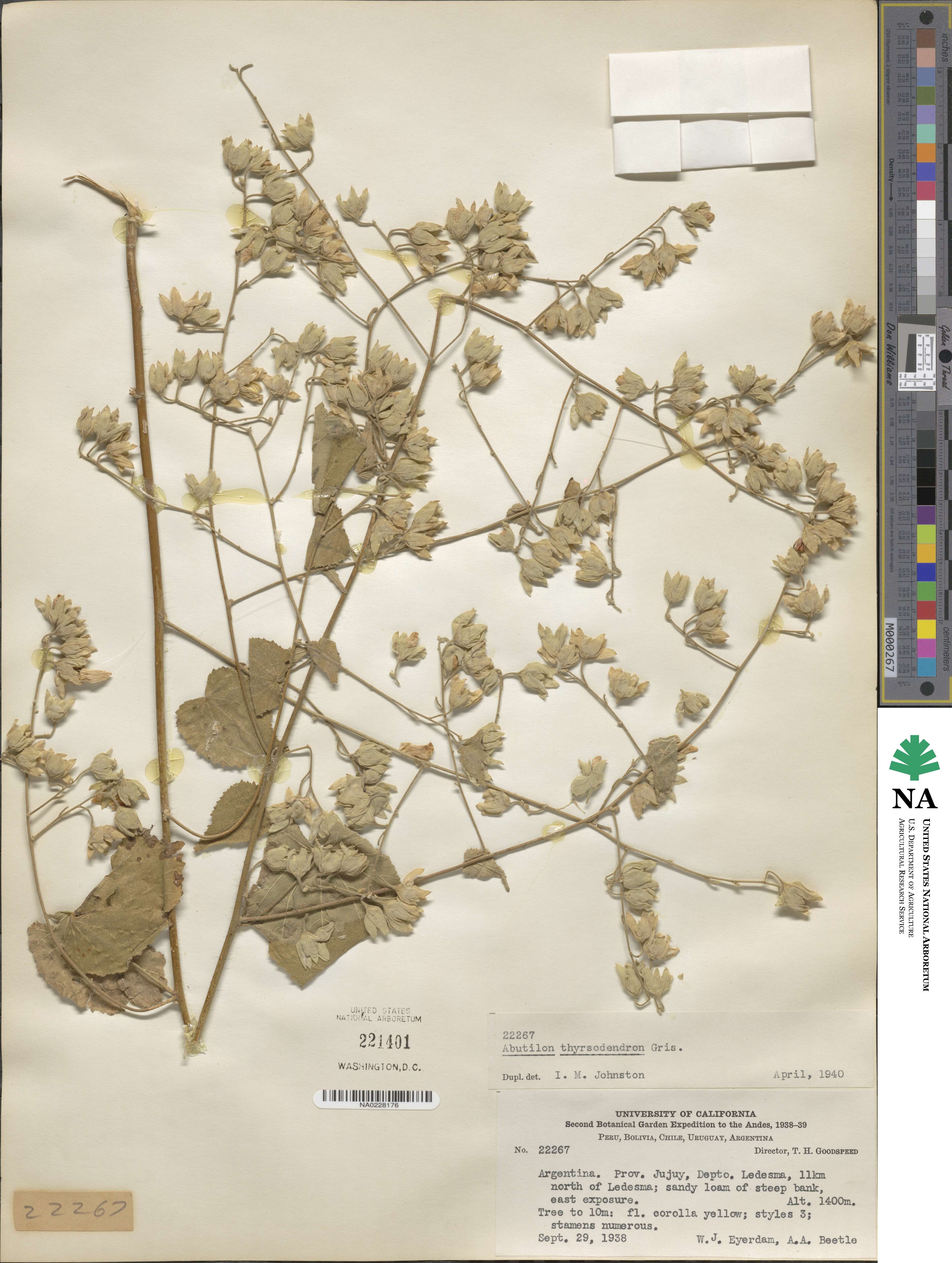 Abutilon thyrsodendron image