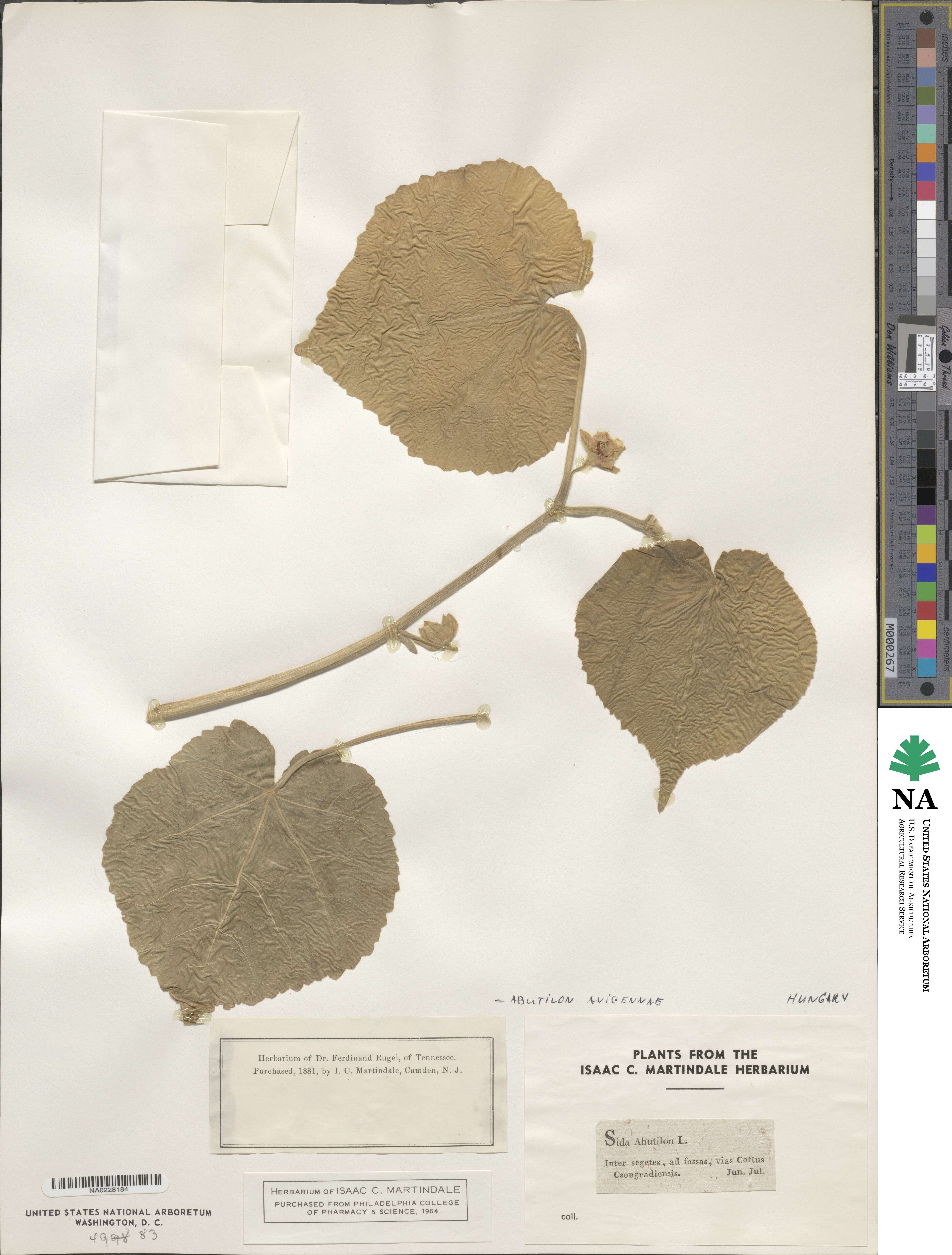 Abutilon theophrasti image