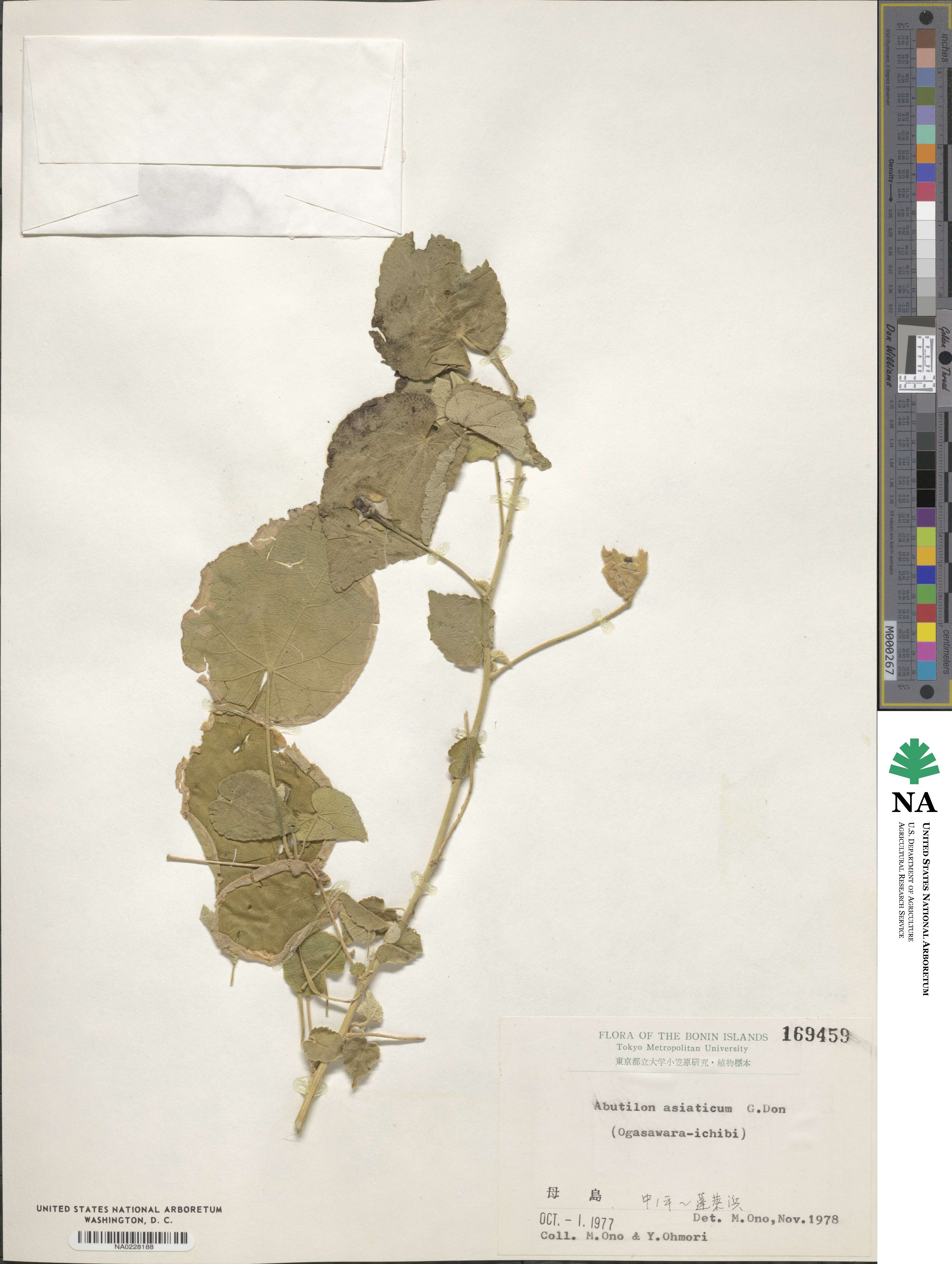 Abutilon asiaticum image