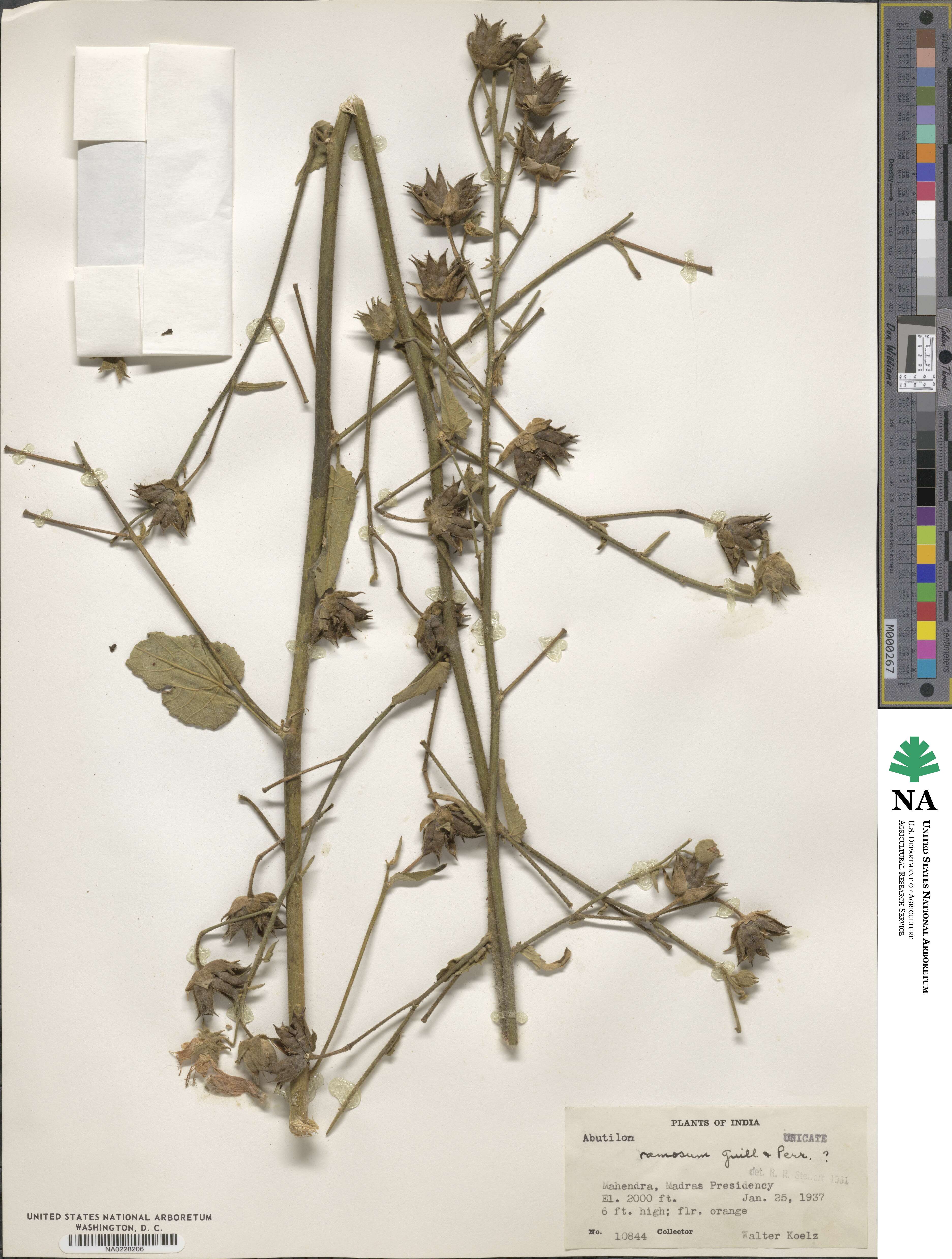 Abutilon ramosum image