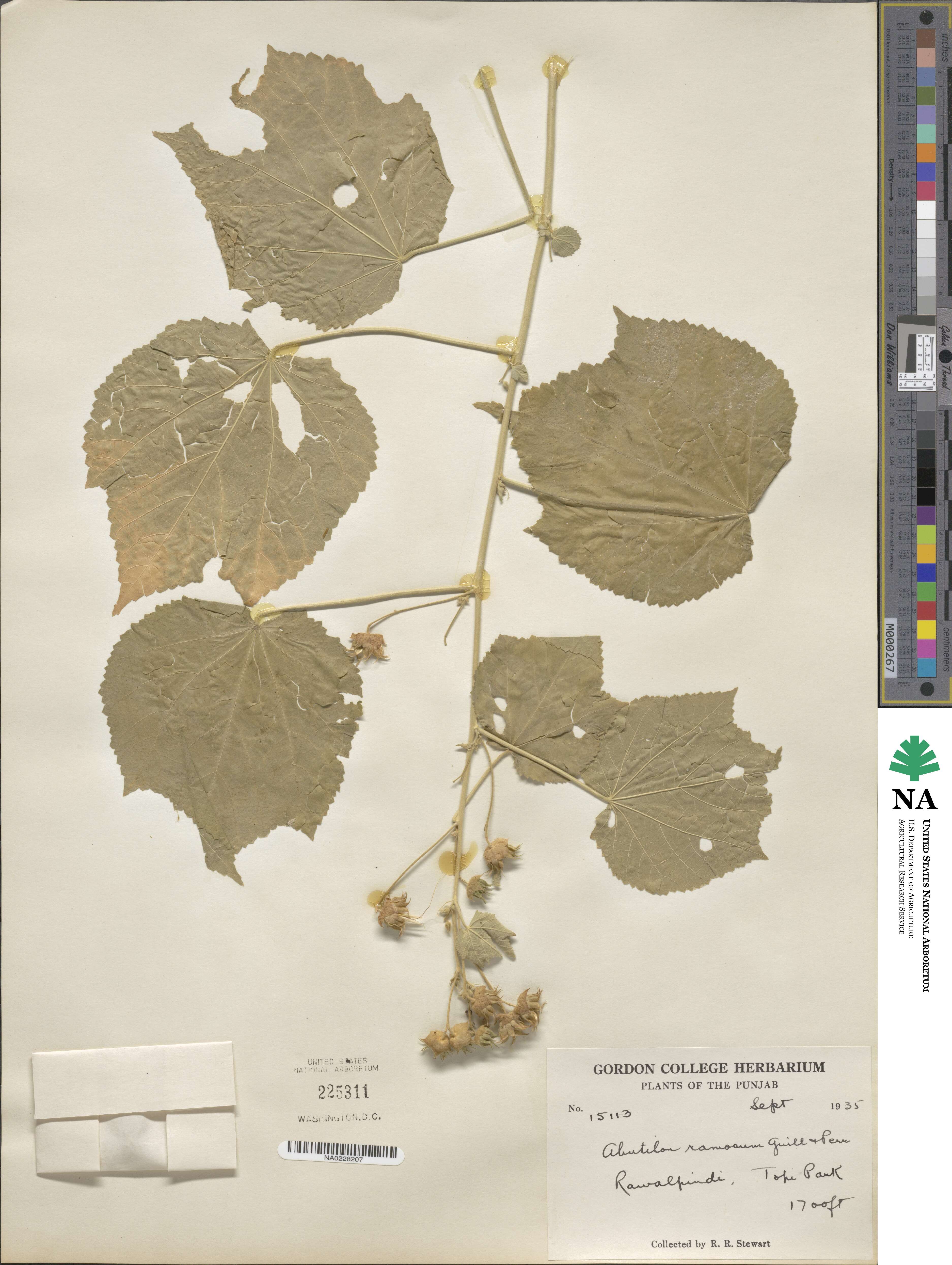 Abutilon ramosum image