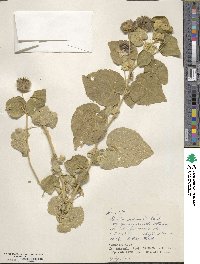 Abutilon indicum image