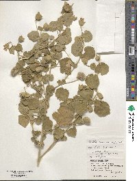 Abutilon indicum image