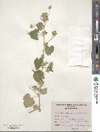 Abutilon indicum image