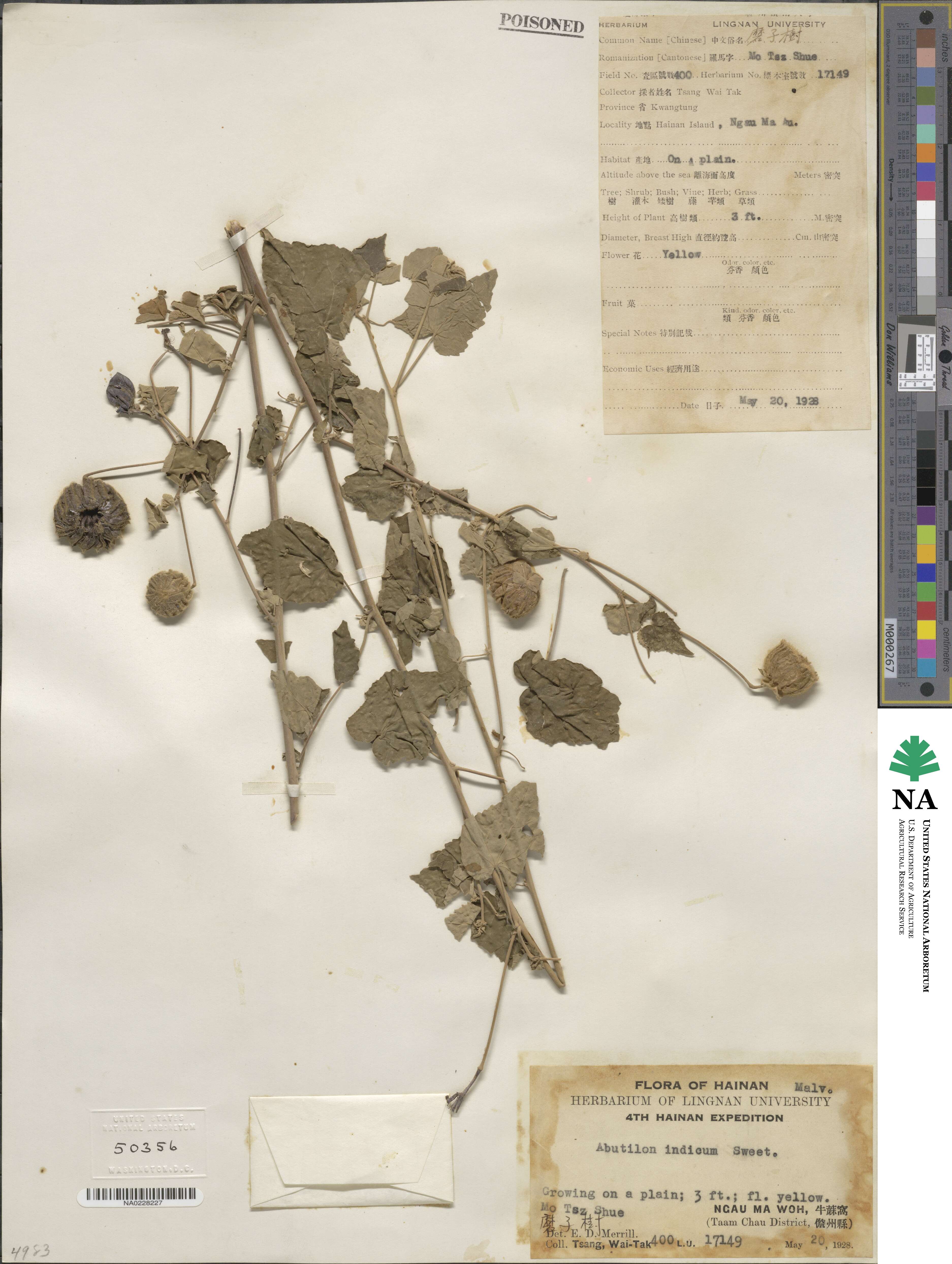 Abutilon indicum image