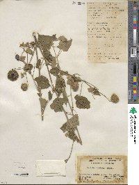 Abutilon indicum image