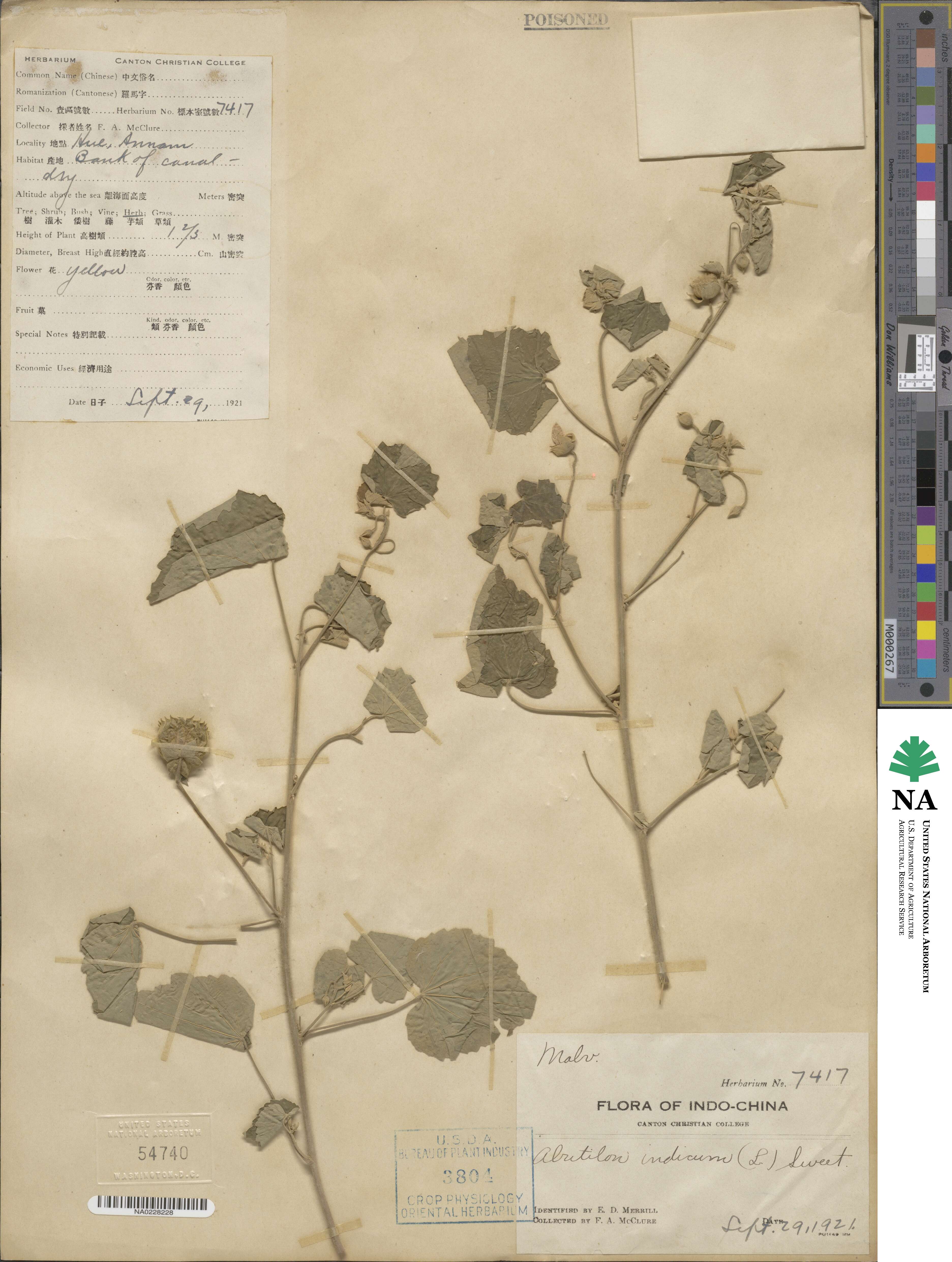 Abutilon indicum image