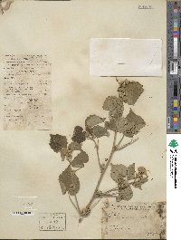 Abutilon indicum image