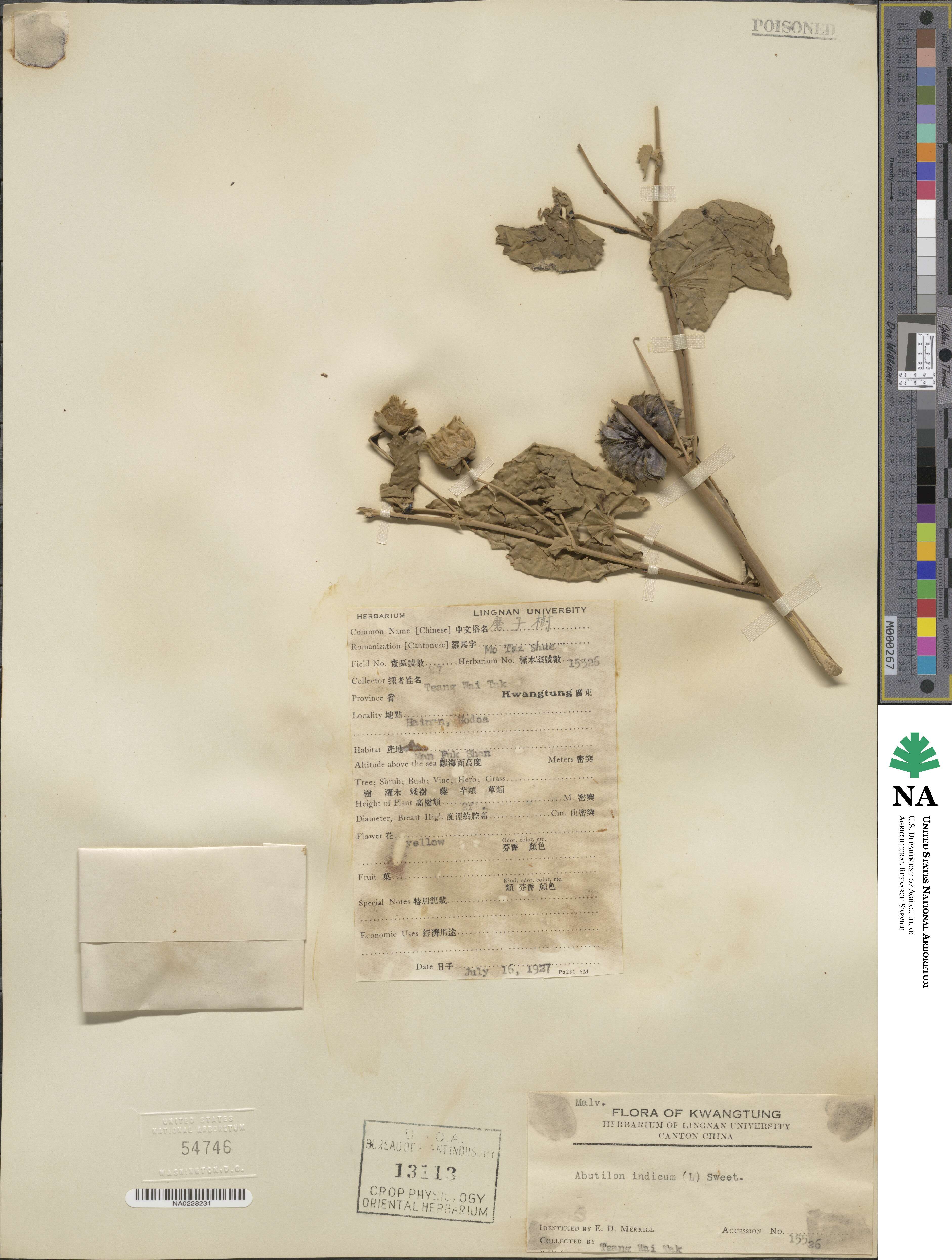 Abutilon indicum image