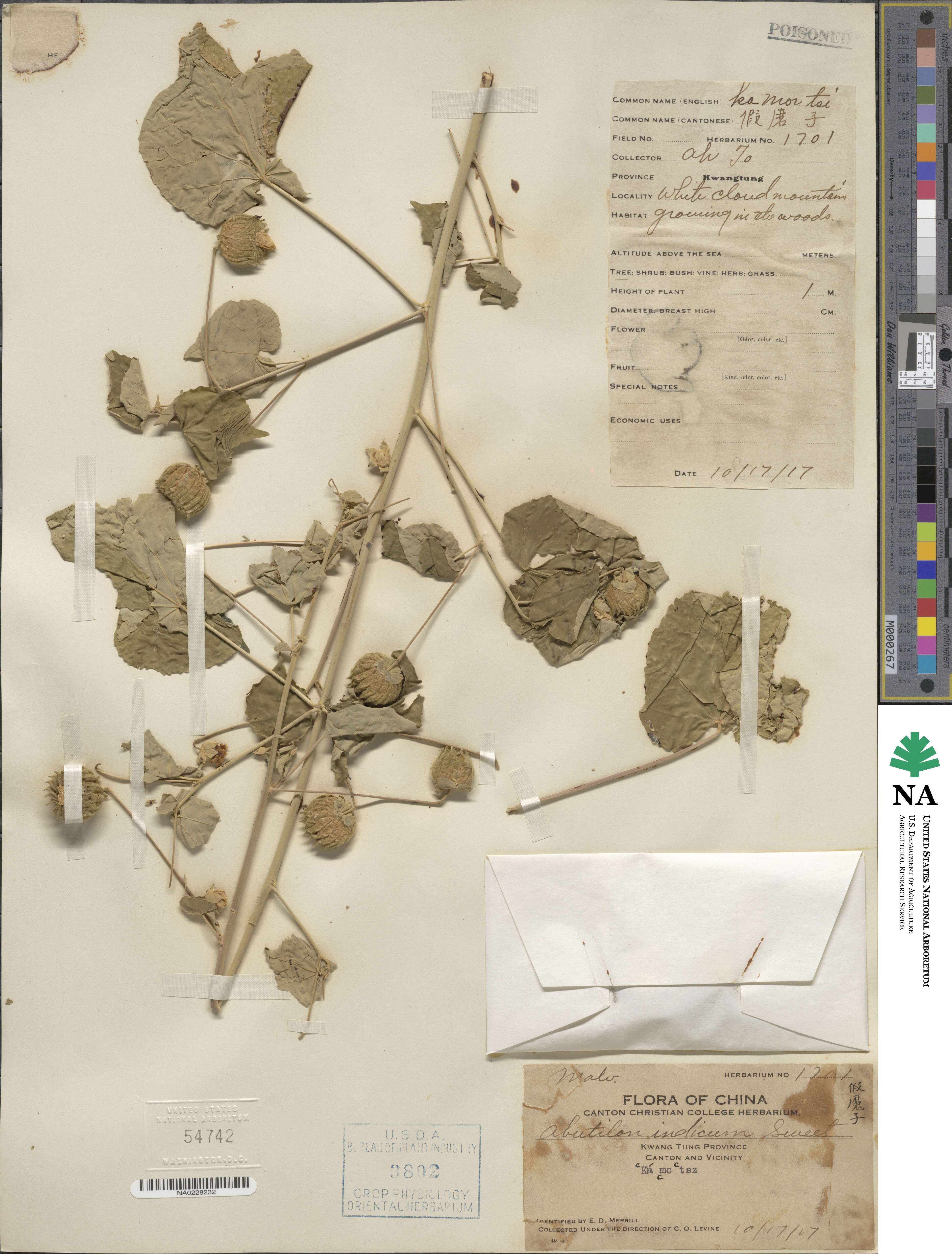Abutilon indicum image