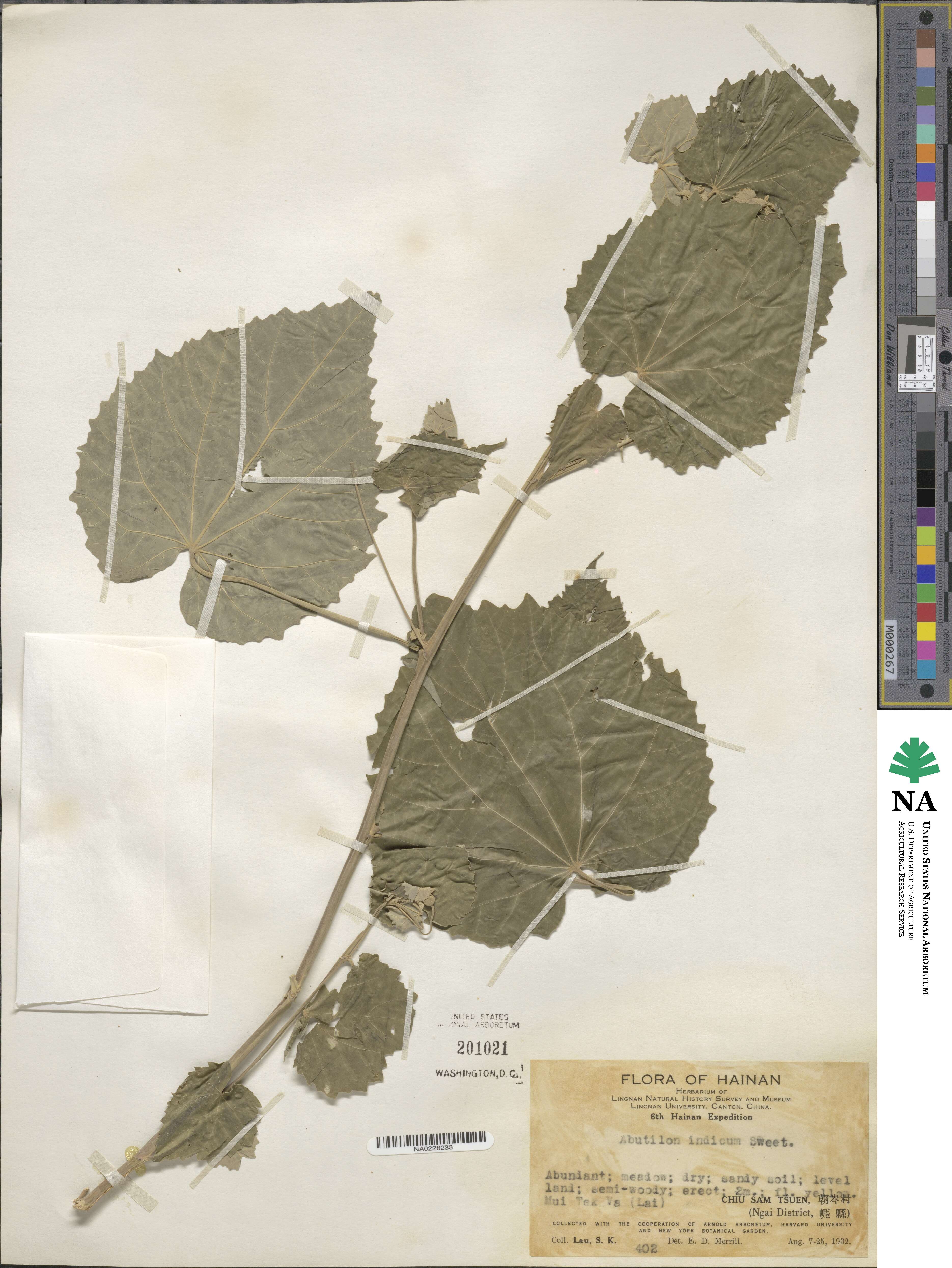 Abutilon indicum image