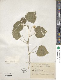 Abutilon indicum image