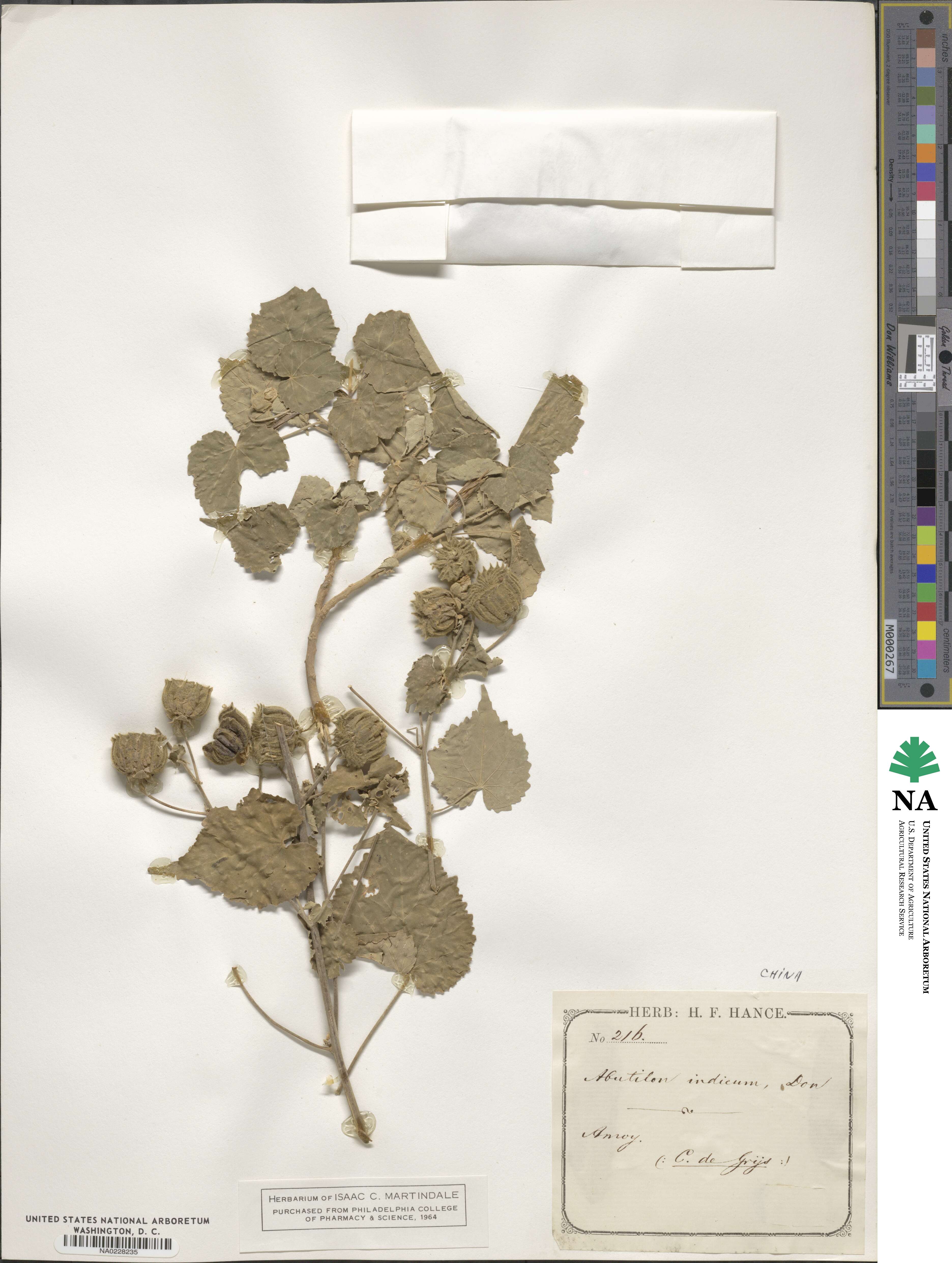 Abutilon indicum image