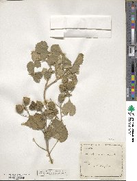 Abutilon indicum image