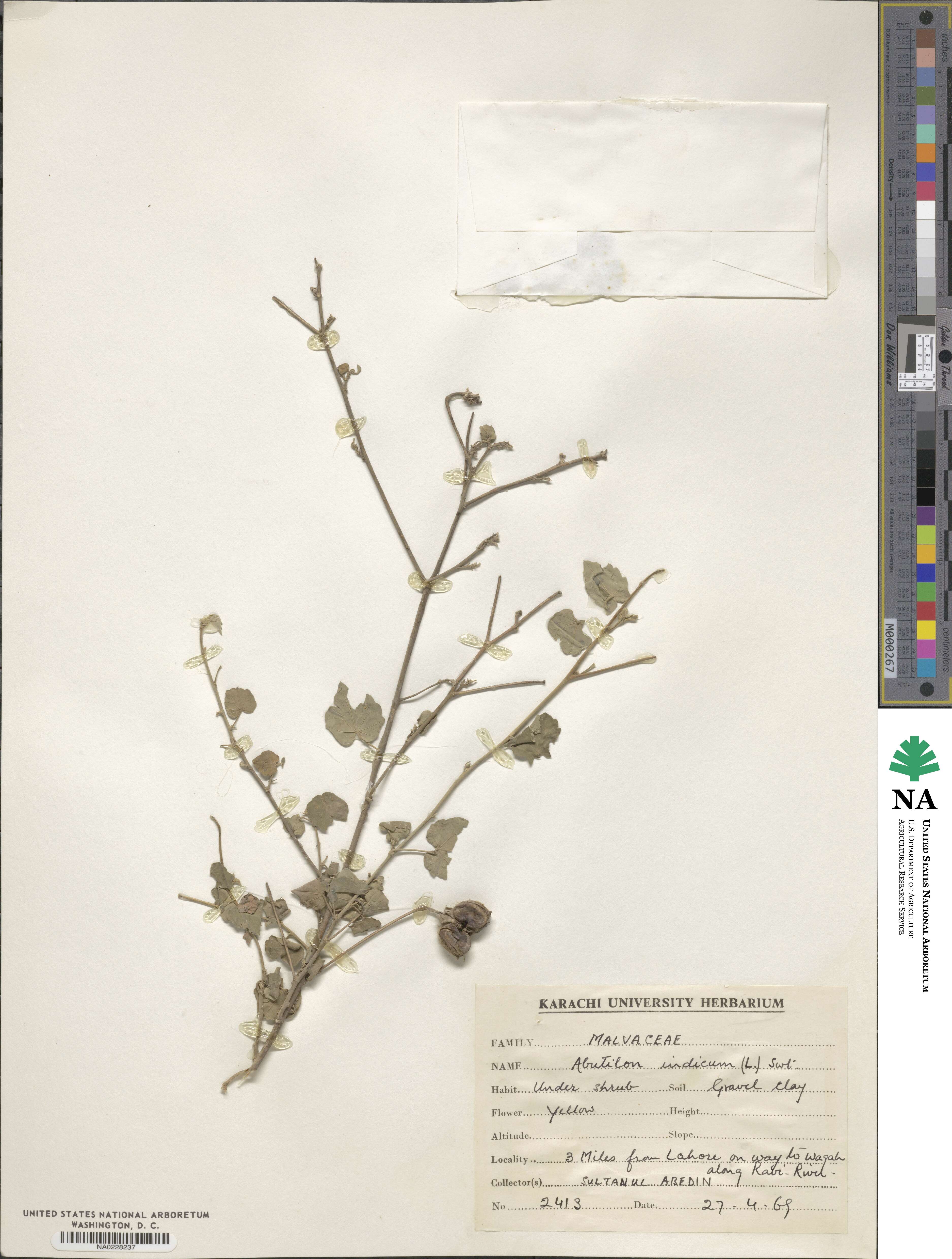Abutilon indicum image