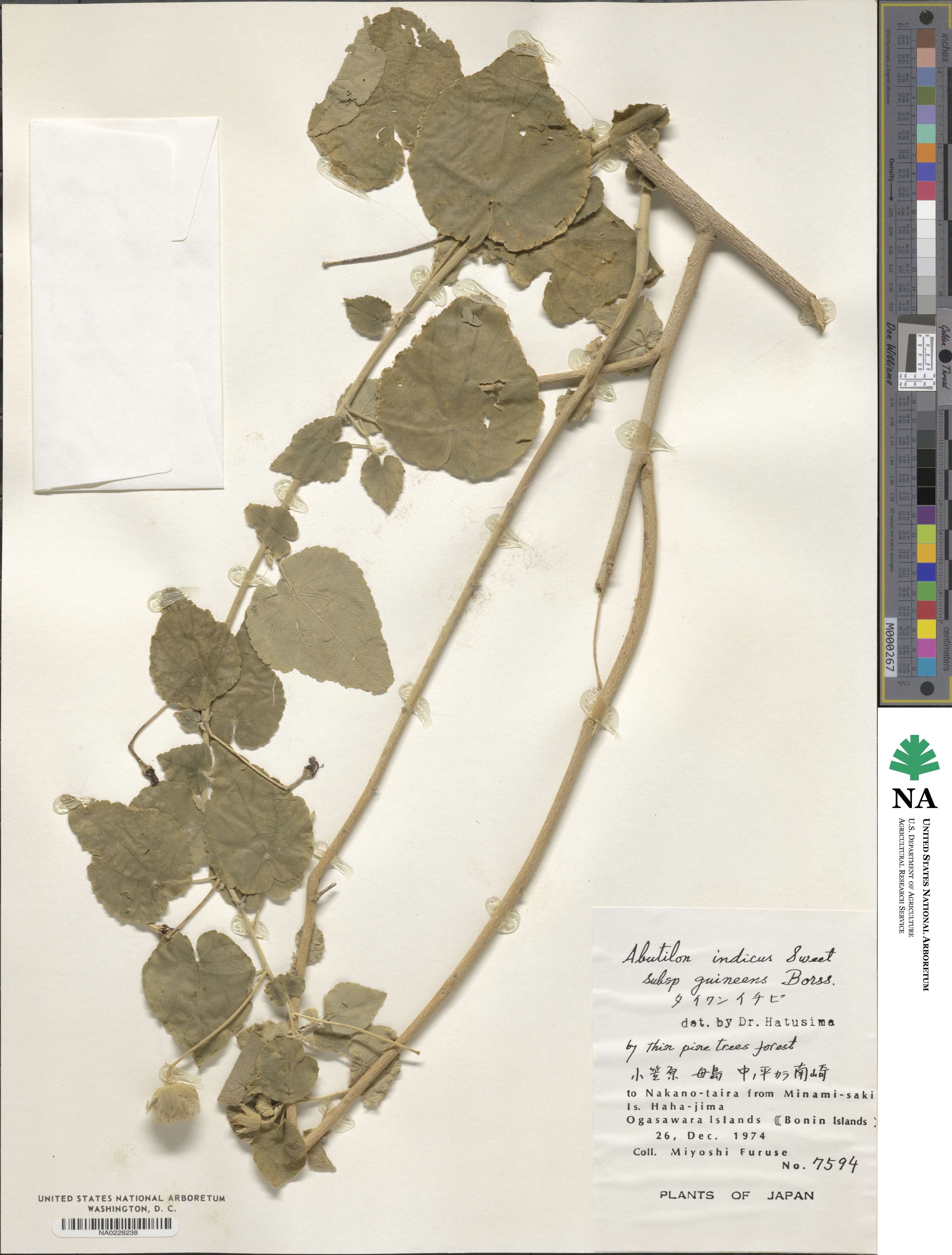 Abutilon guineense image