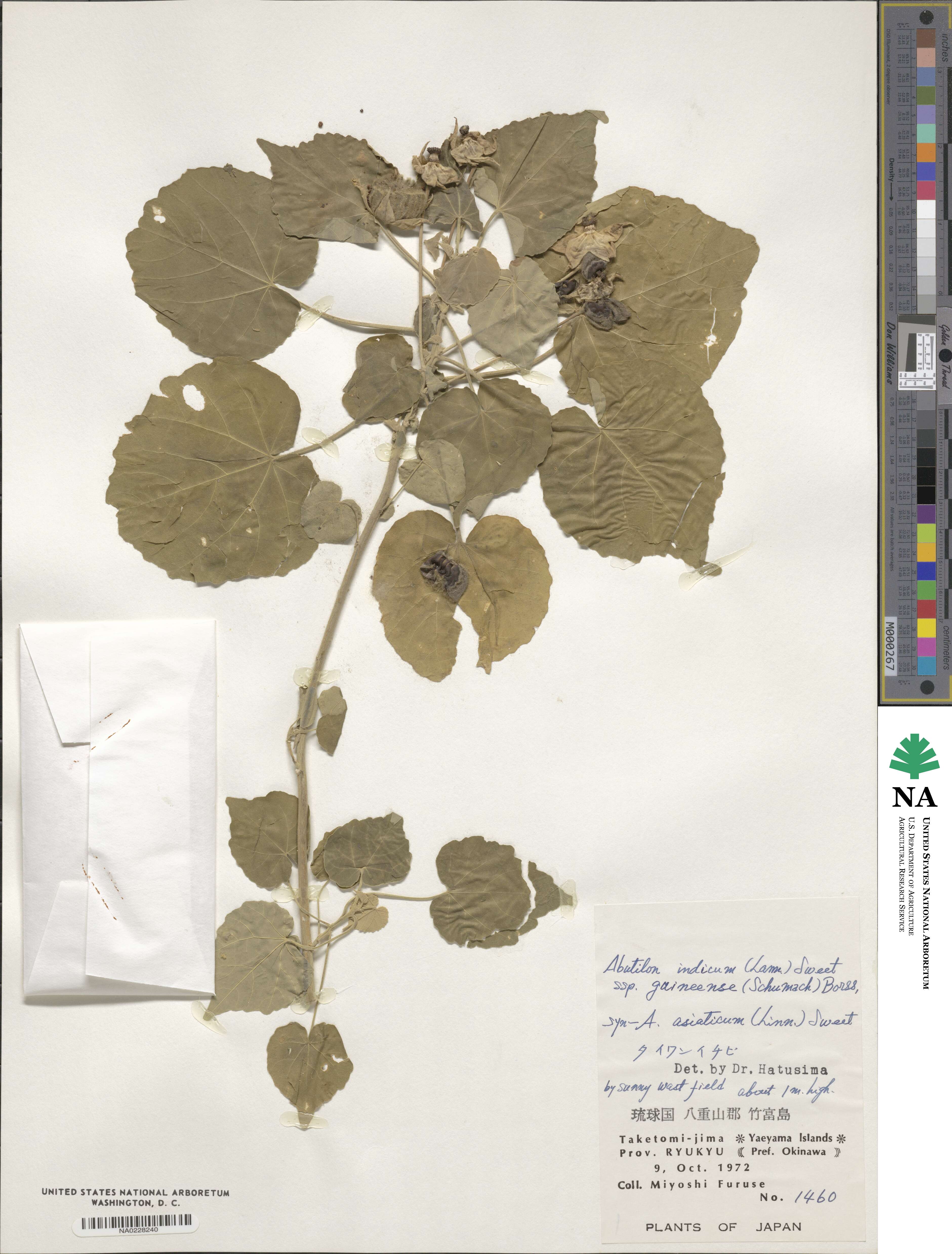 Abutilon guineense image