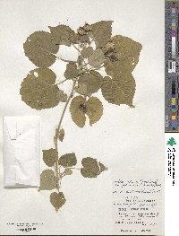 Abutilon guineense image