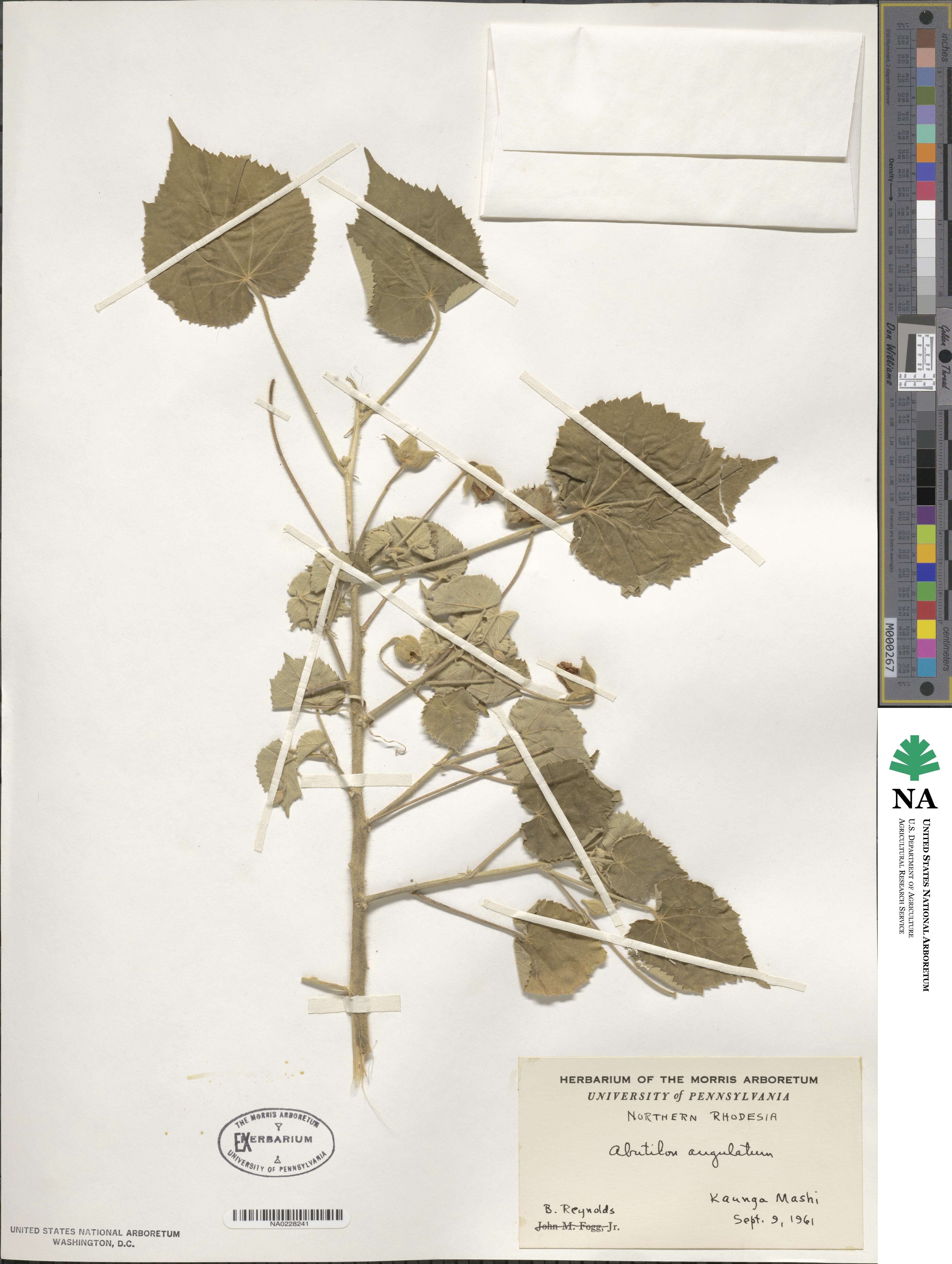 Abutilon angulatum image