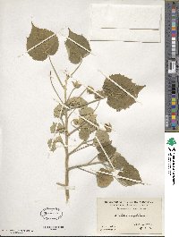 Abutilon angulatum image