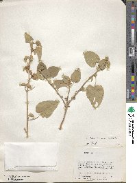 Abutilon fruticosum image