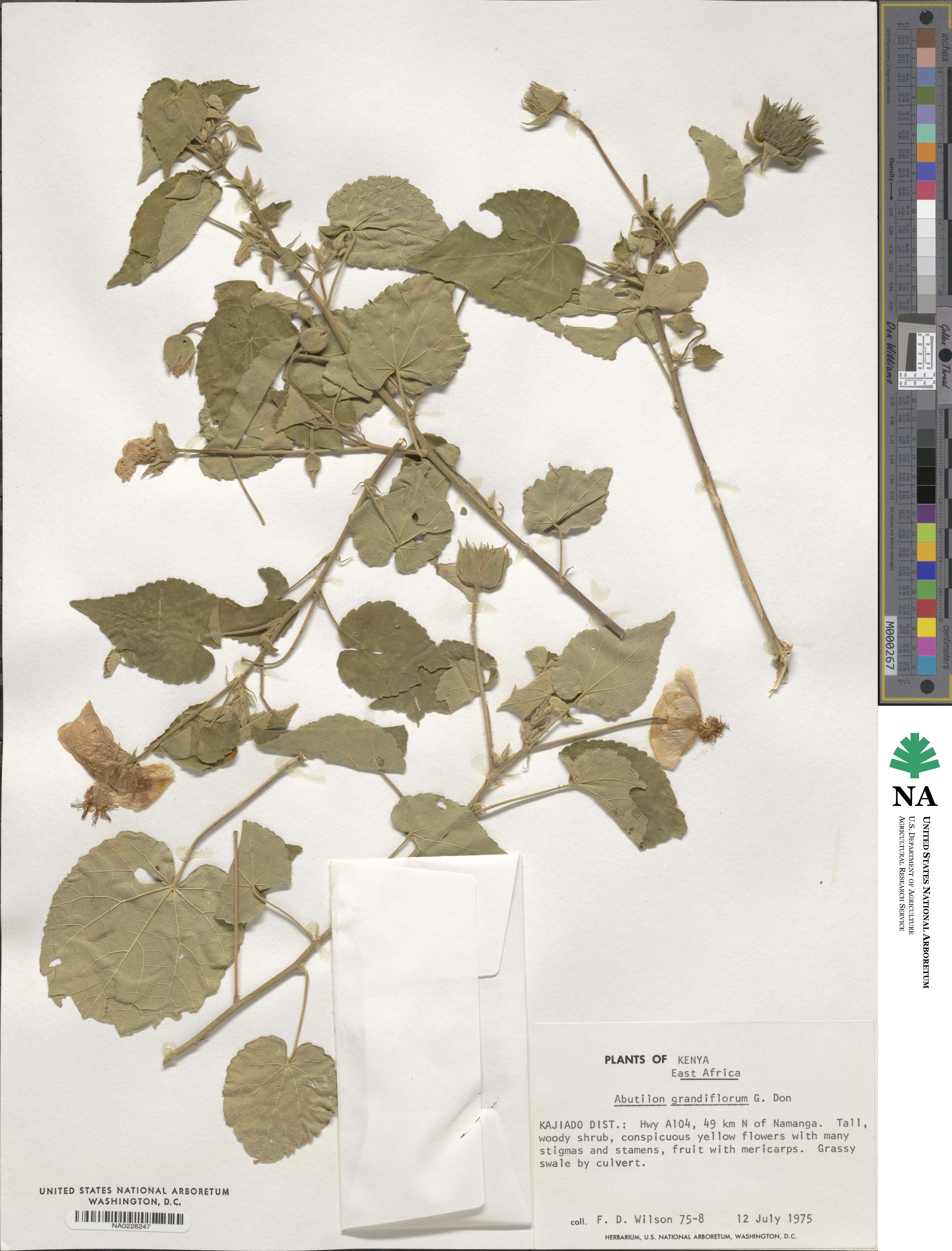 Abutilon grandiflorum image