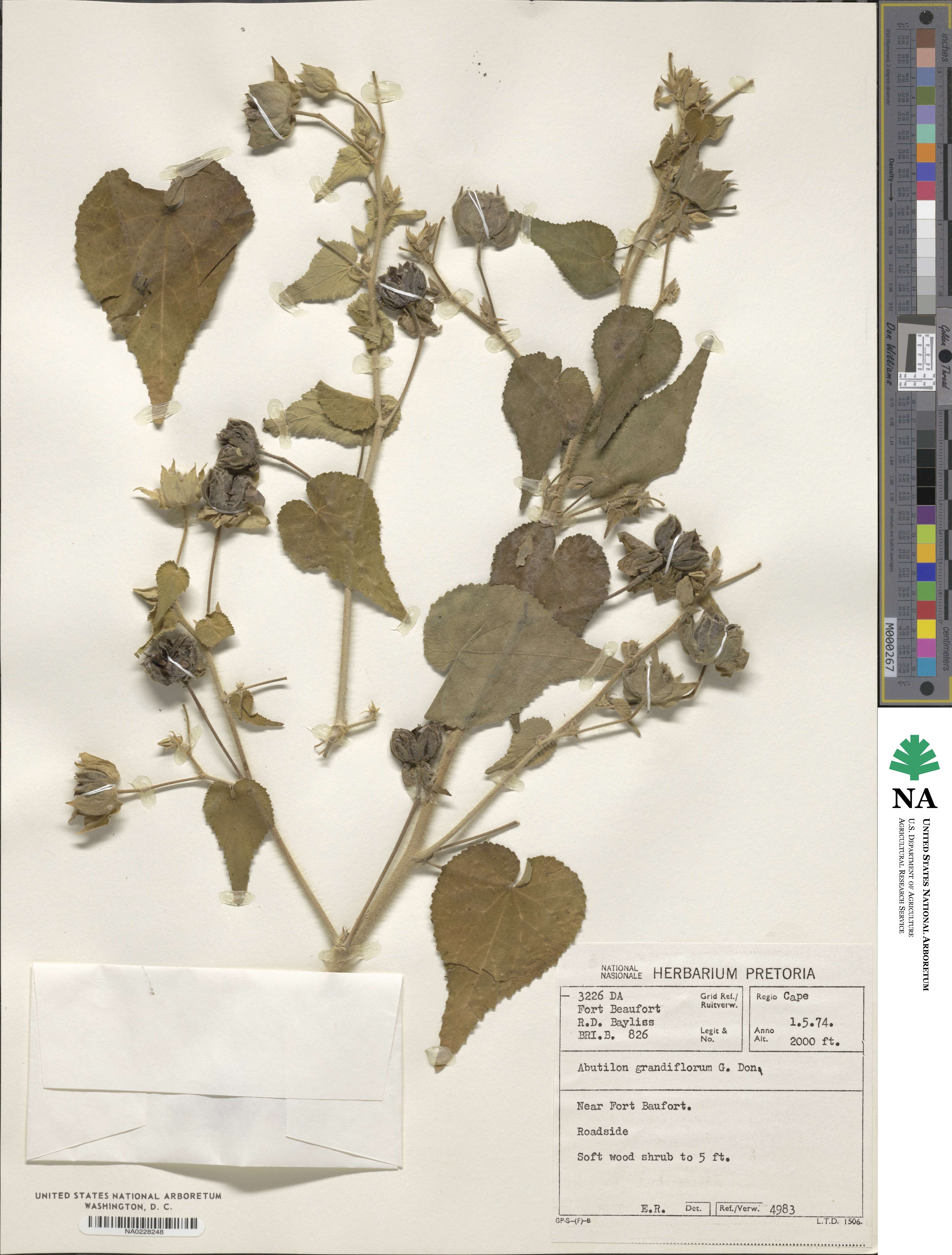 Abutilon grandiflorum image