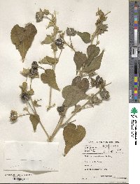 Abutilon grandiflorum image