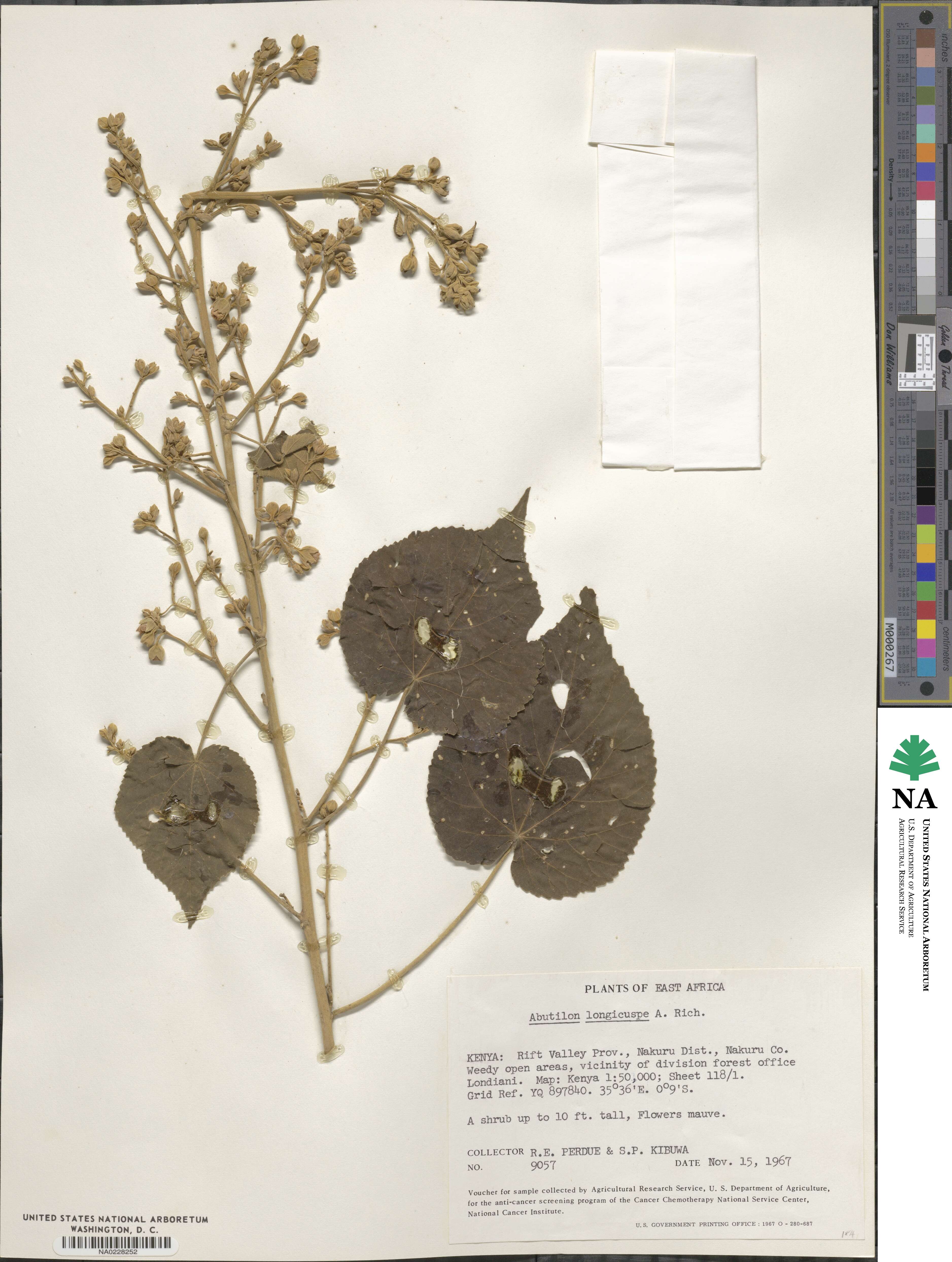 Abutilon longicuspe image