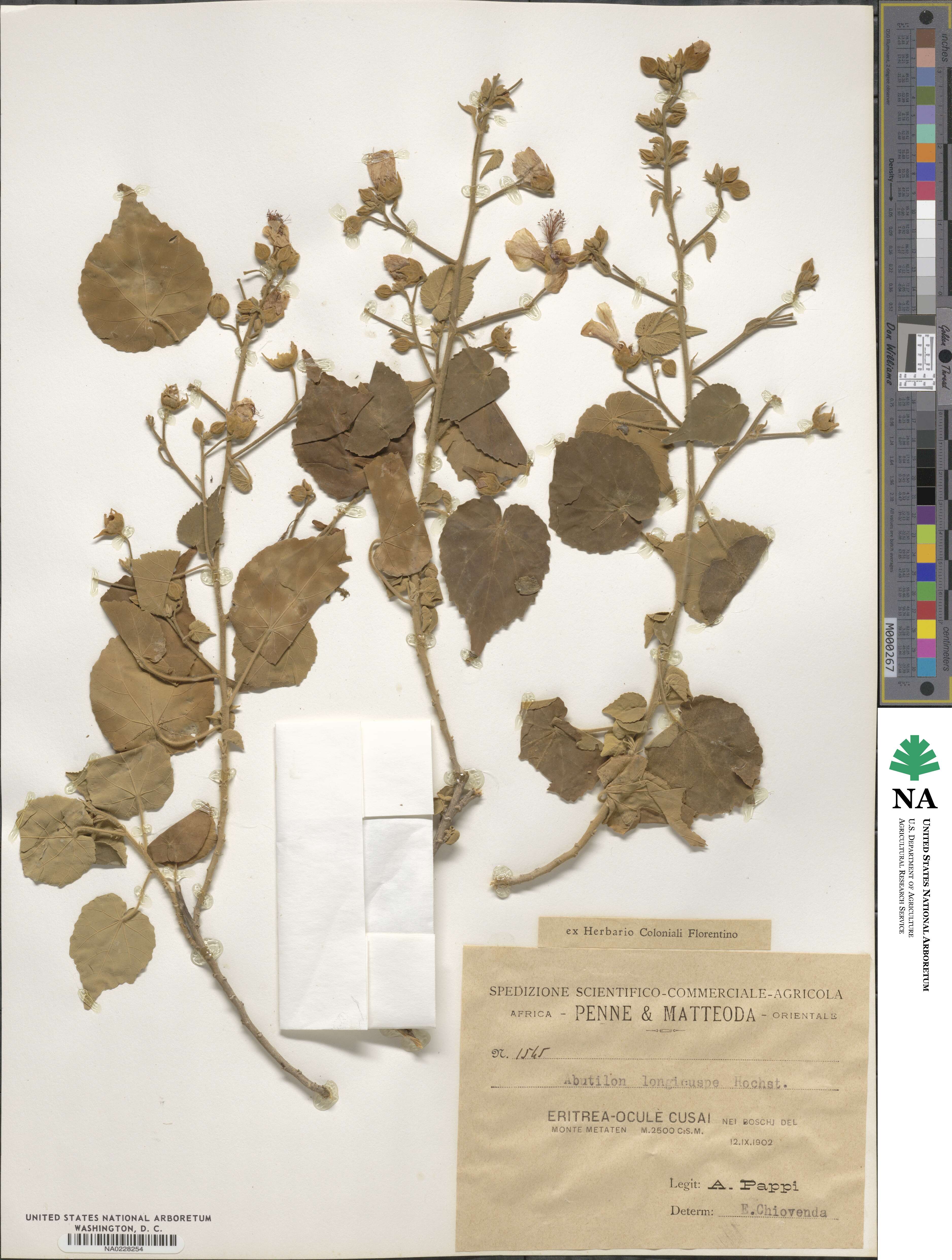 Abutilon longicuspe image