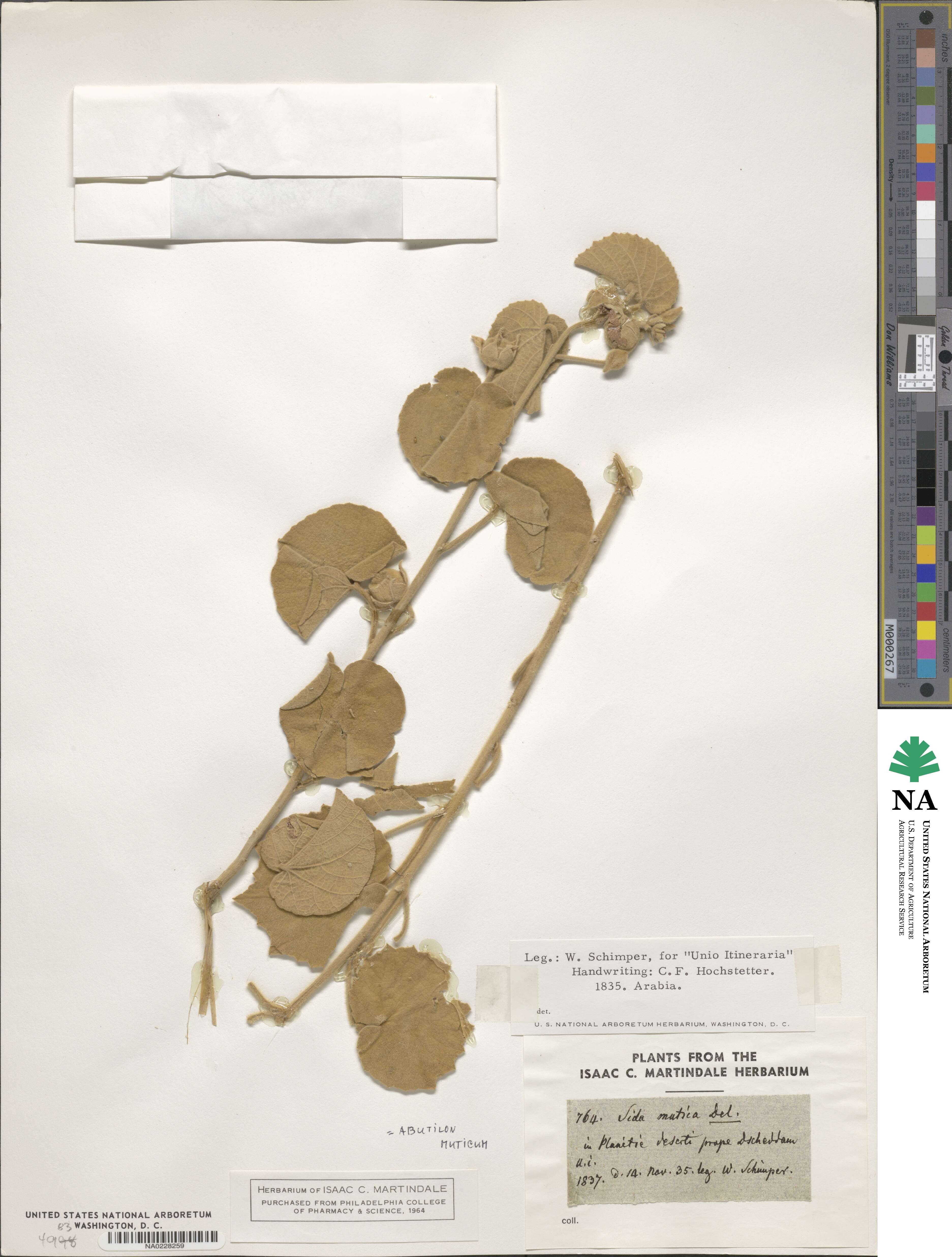 Abutilon muticum image