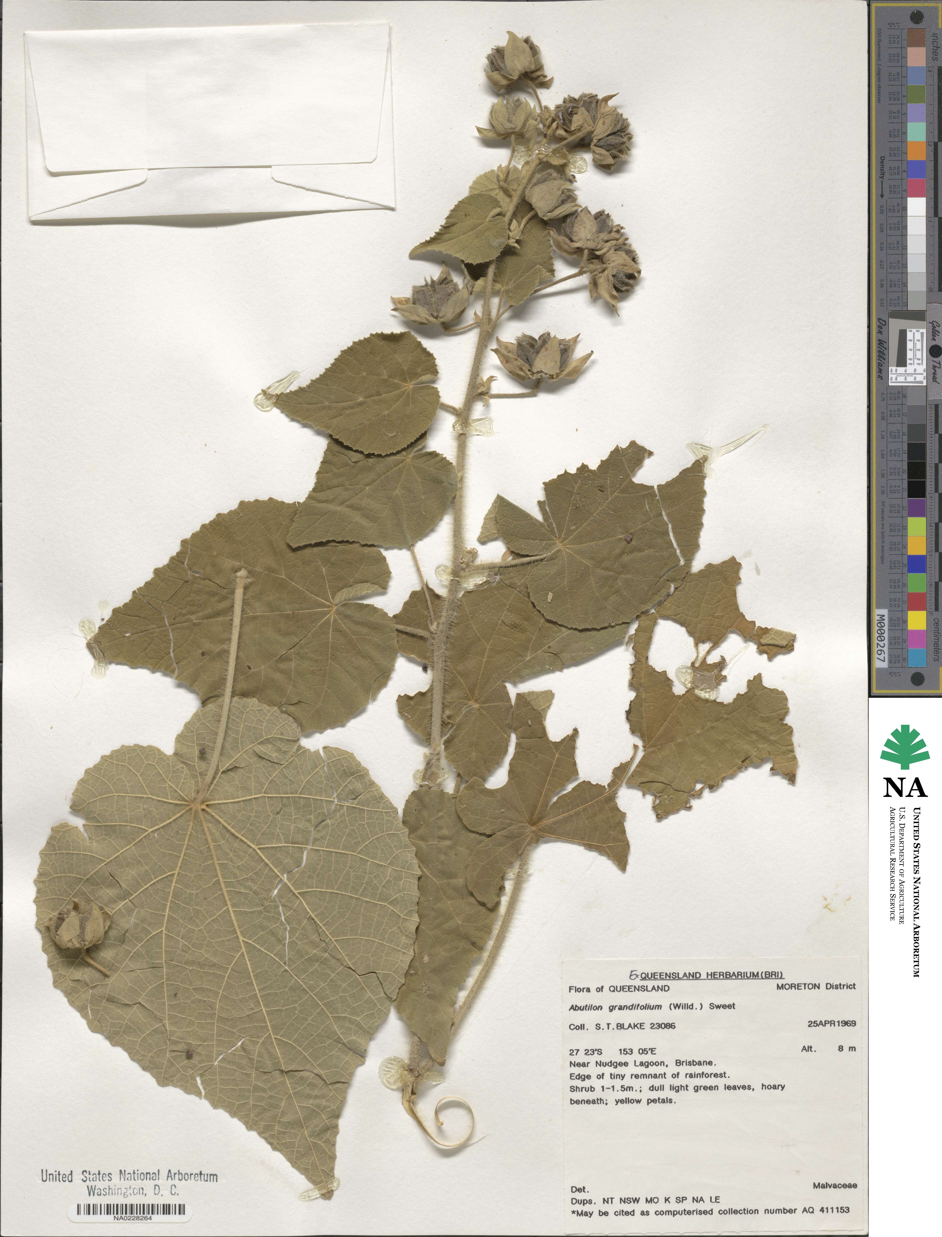 Abutilon grandifolium image